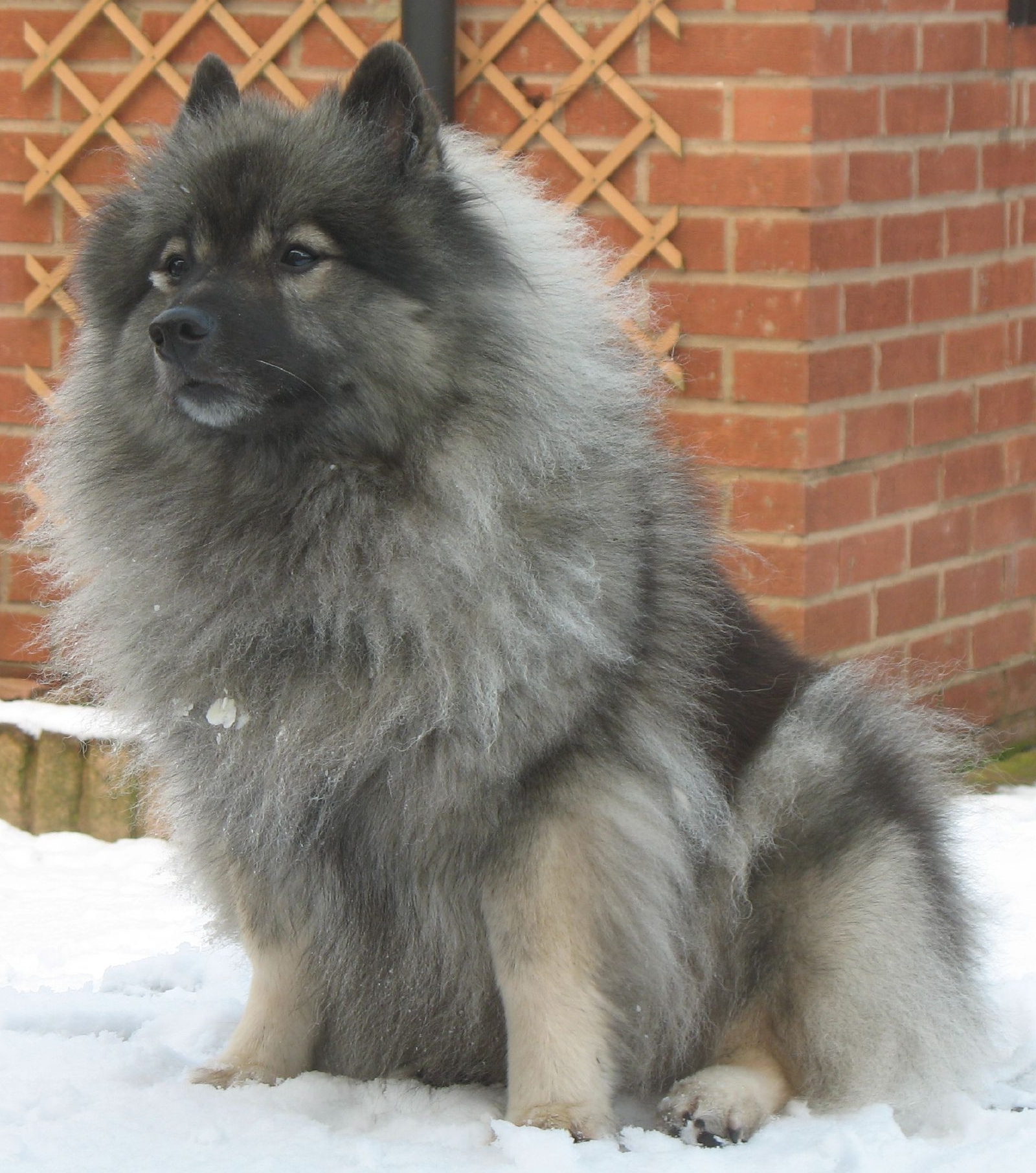 Keeshond dog in the snow photo and wallpaper. Beautiful