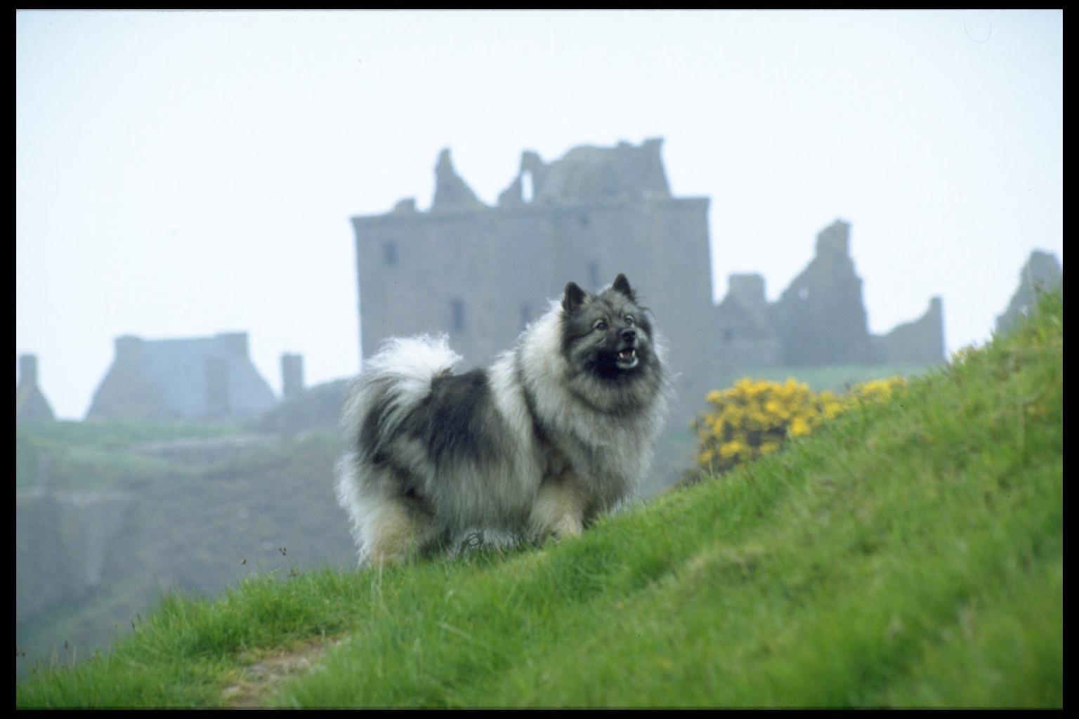 Keeshond dog on the mountain photo and wallpaper. Beautiful