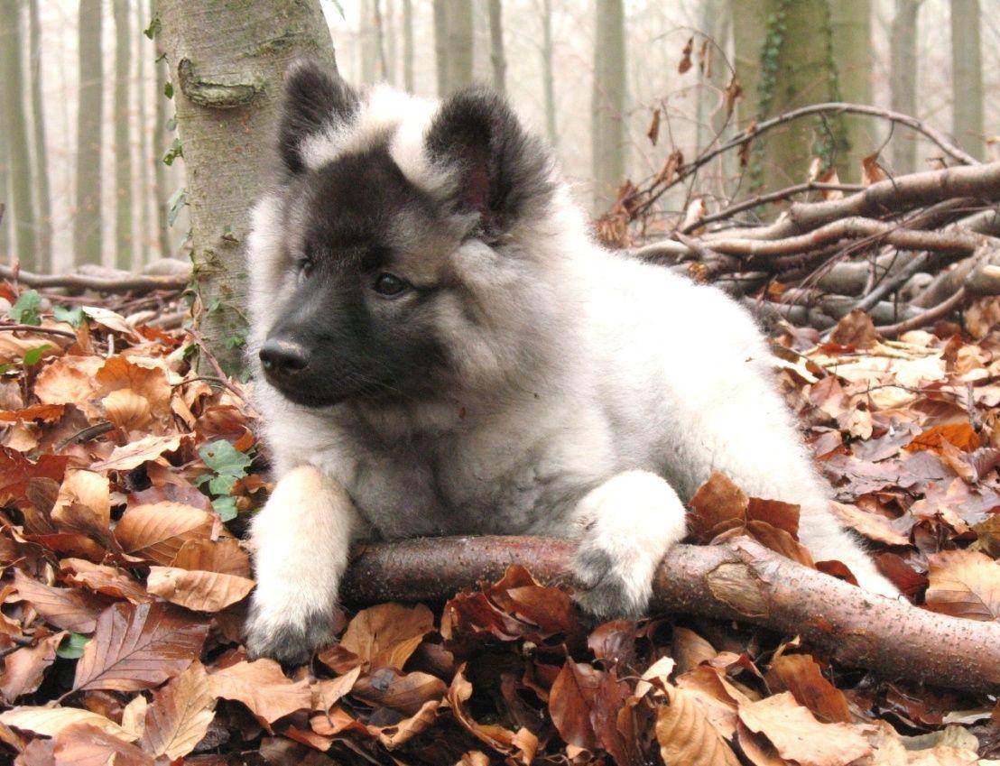 Keeshond The Dutch Barge Dogs Keeshond Puppies 3. Puppies