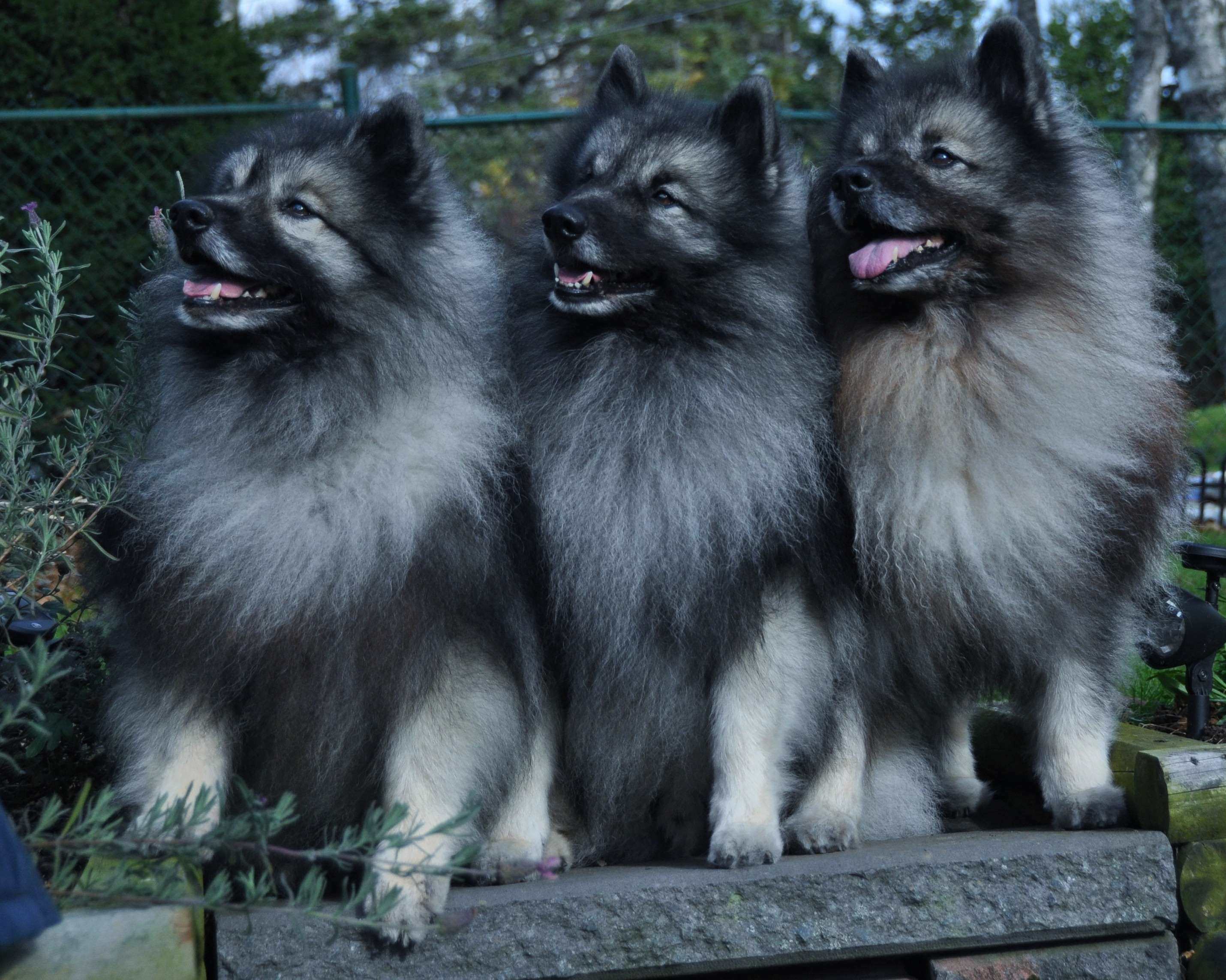 Keeshond 3