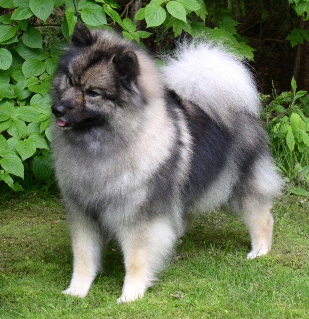 Beautiful Keeshond dog on the grass. Sweet and Funny