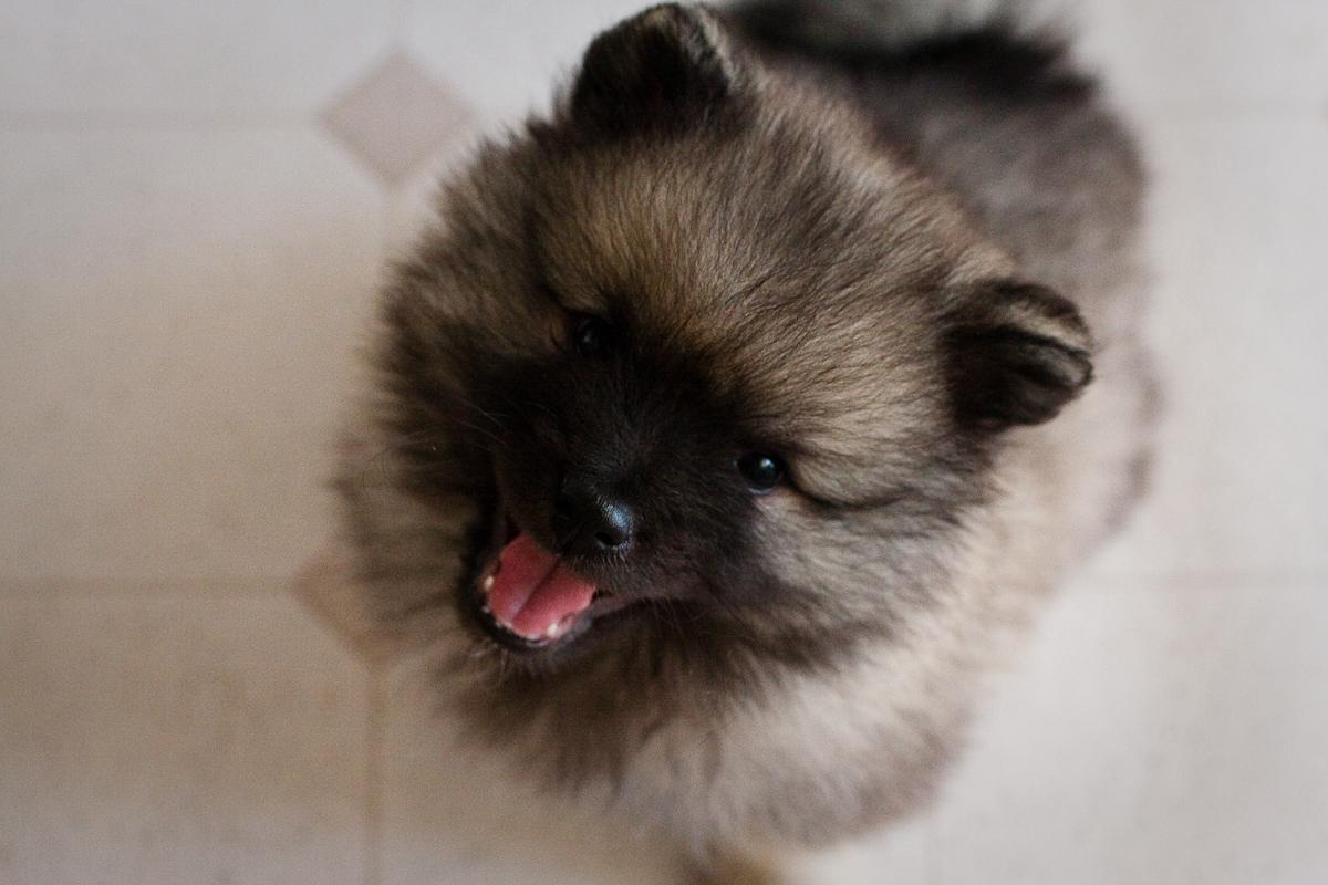 Funny Keeshond dog photo and wallpaper. Beautiful Funny