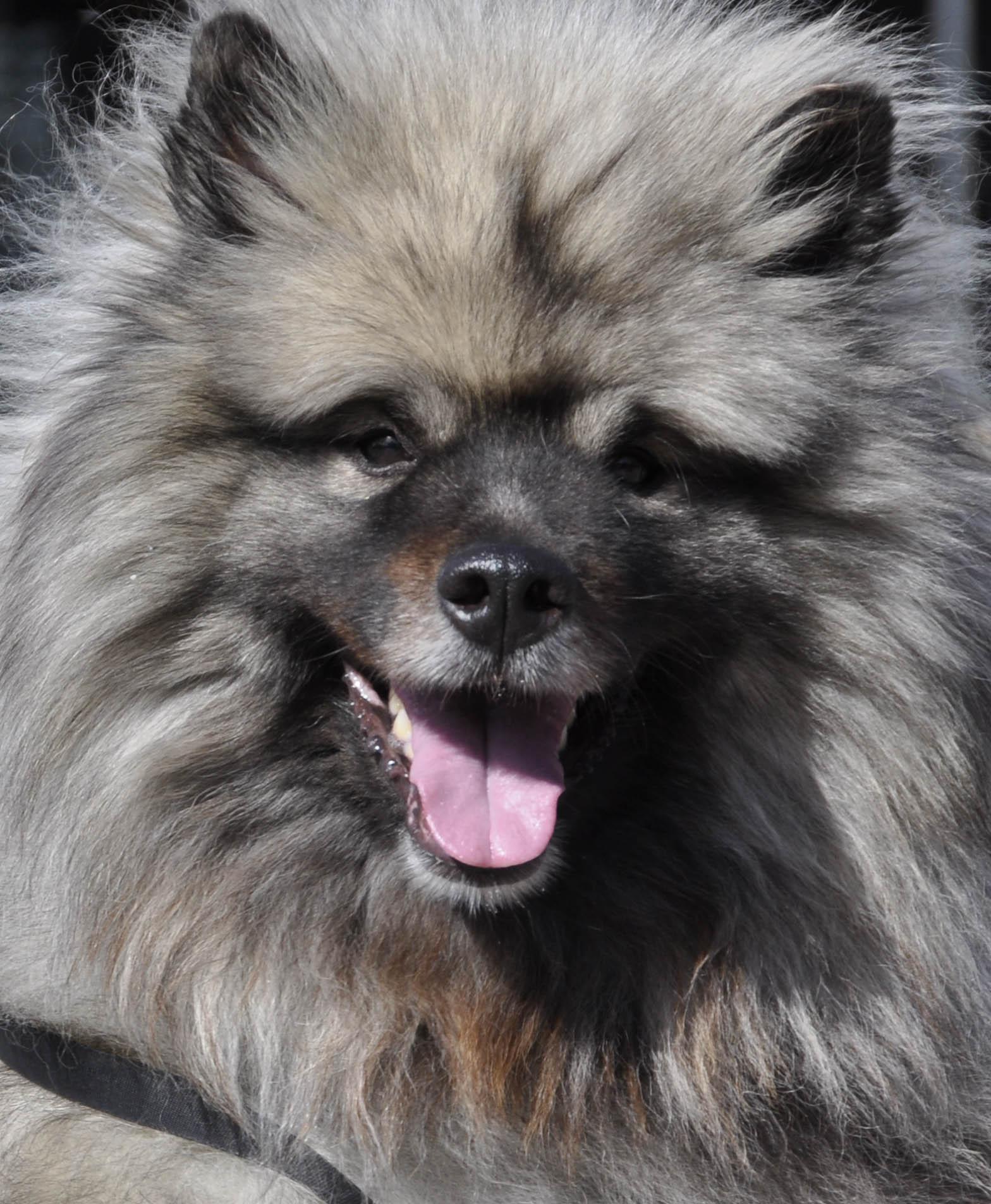Keeshond dog face photo and wallpaper. Beautiful Keeshond