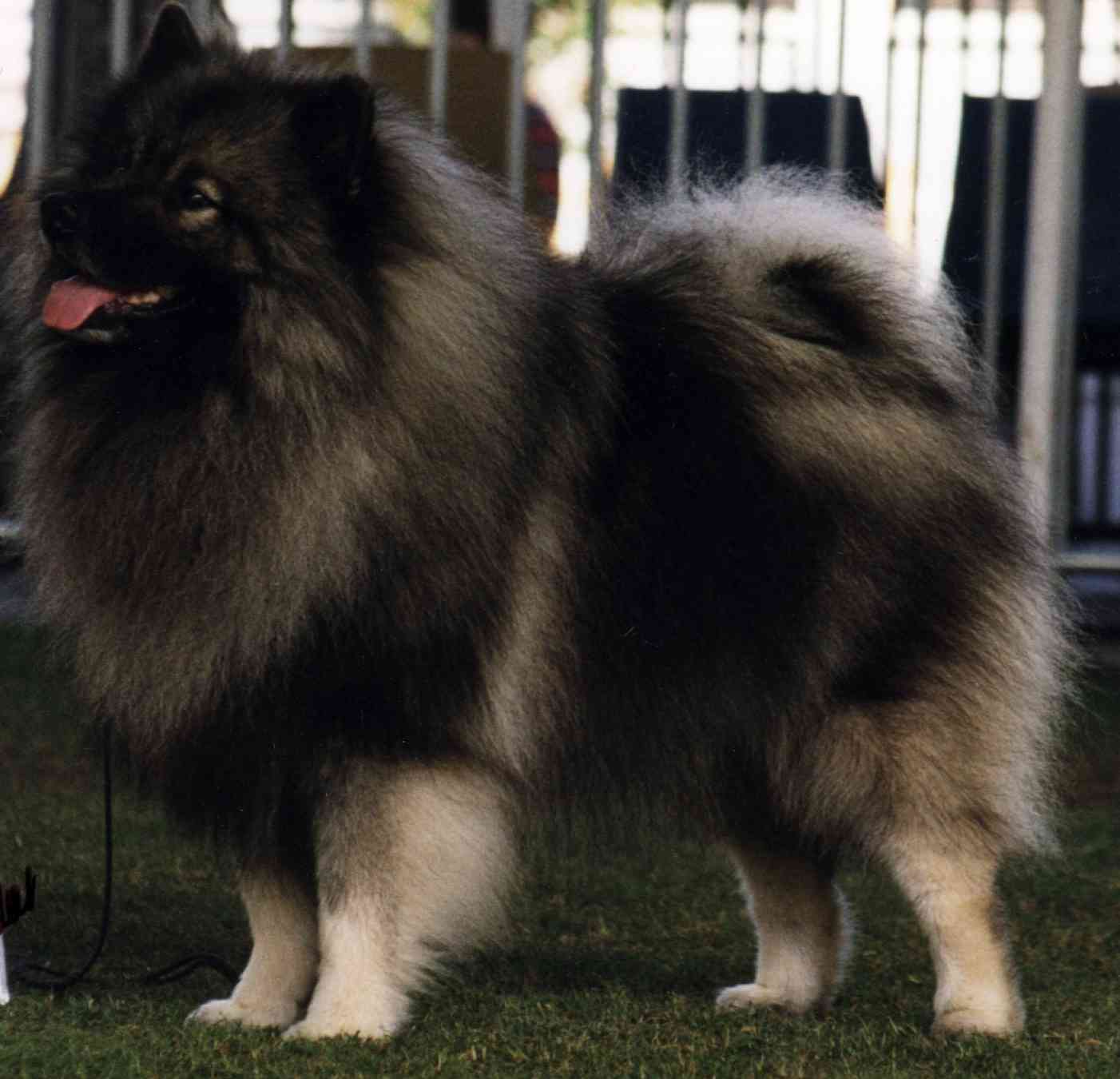 Keeshond Dog Info. Fun Animals Wiki, Videos, Picture, Stories