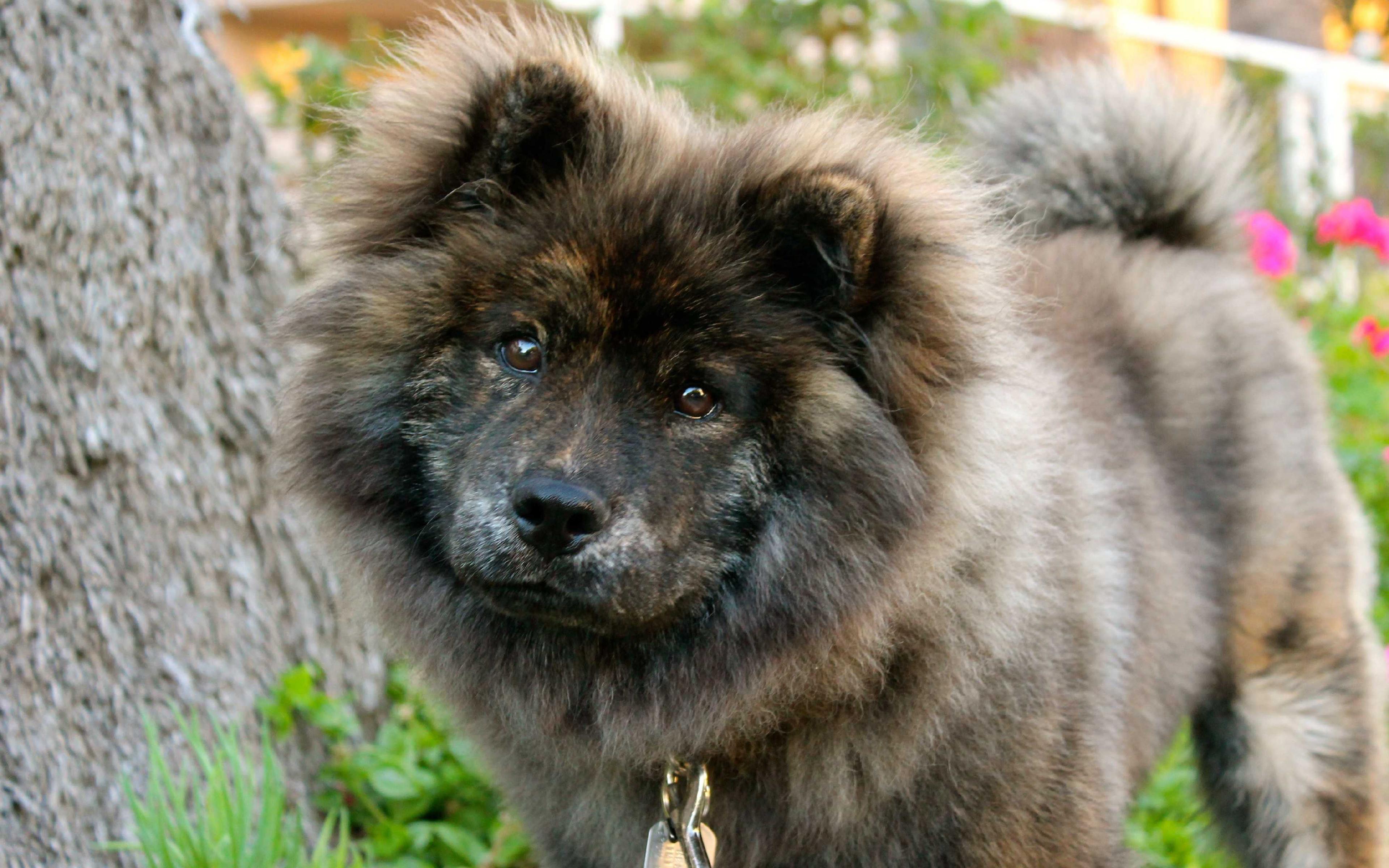 Download wallpaper 4k, Keeshond Dog, pets, fluffy dog