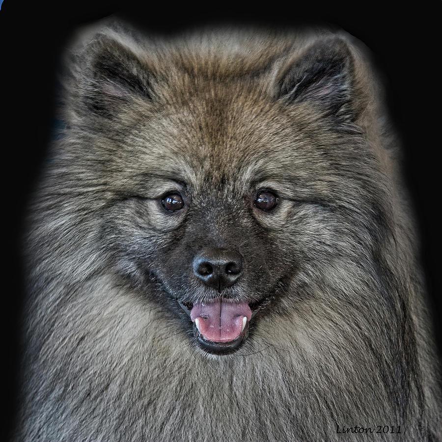 Keeshond dog portrait photo and wallpaper. Beautiful