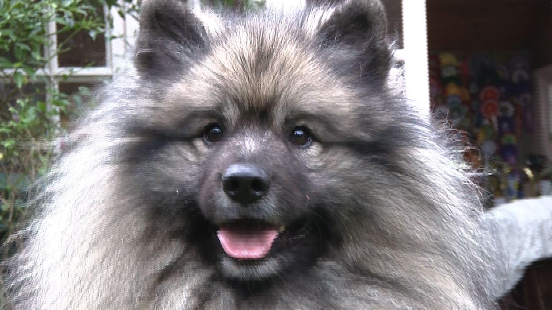 The Keeshond Dog