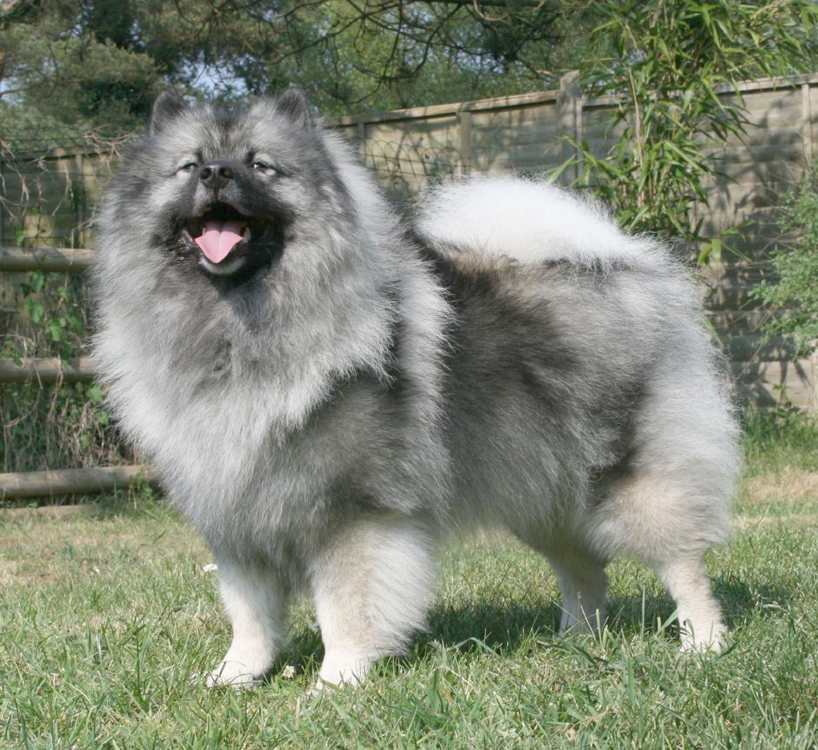 Lovely Keeshond dog photo and wallpaper. Beautiful Lovely