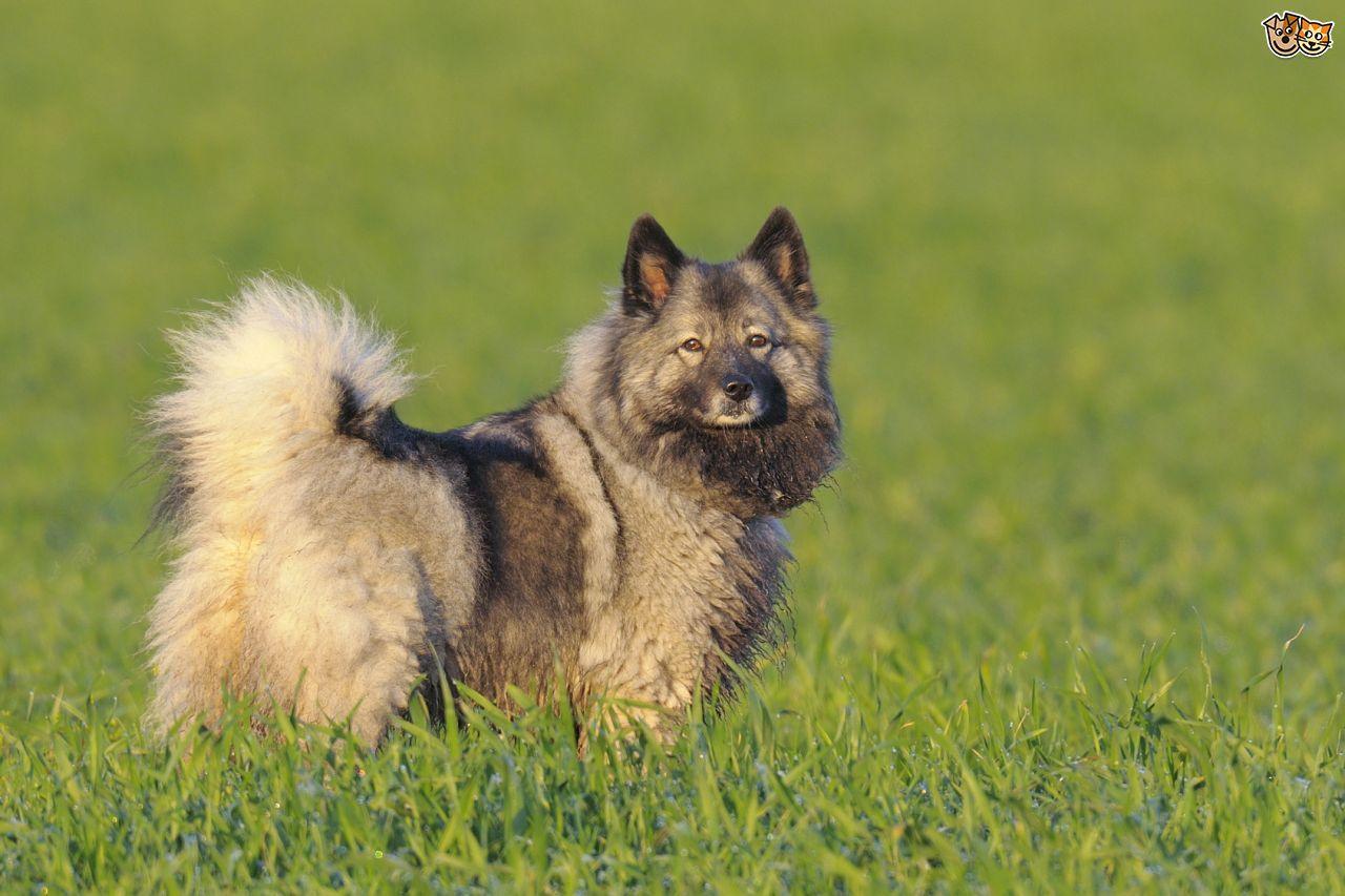 Keeshond Dog Breed Picture Wallpaper. Animals. Dog