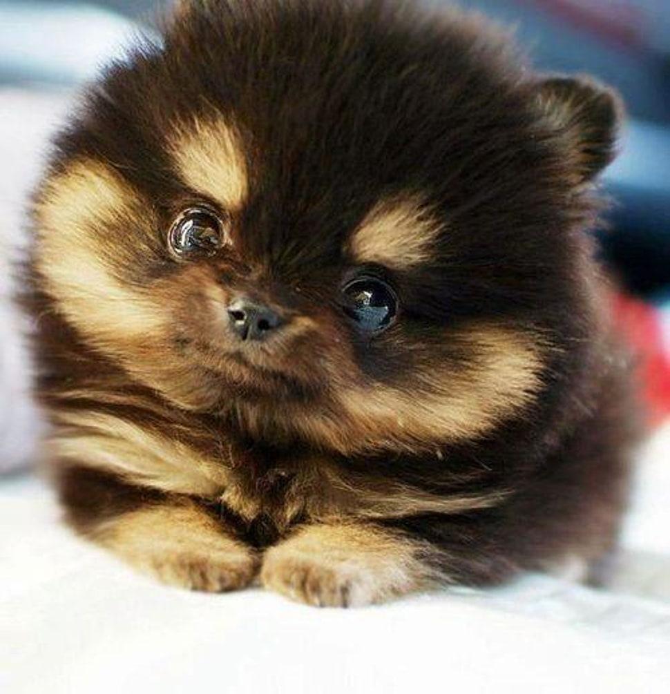 Black and tan Keeshond puppy HD wallpaper