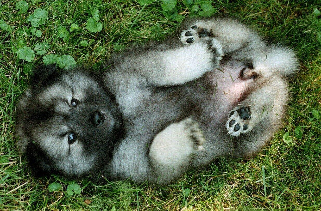 Keeshond Pup Pics
