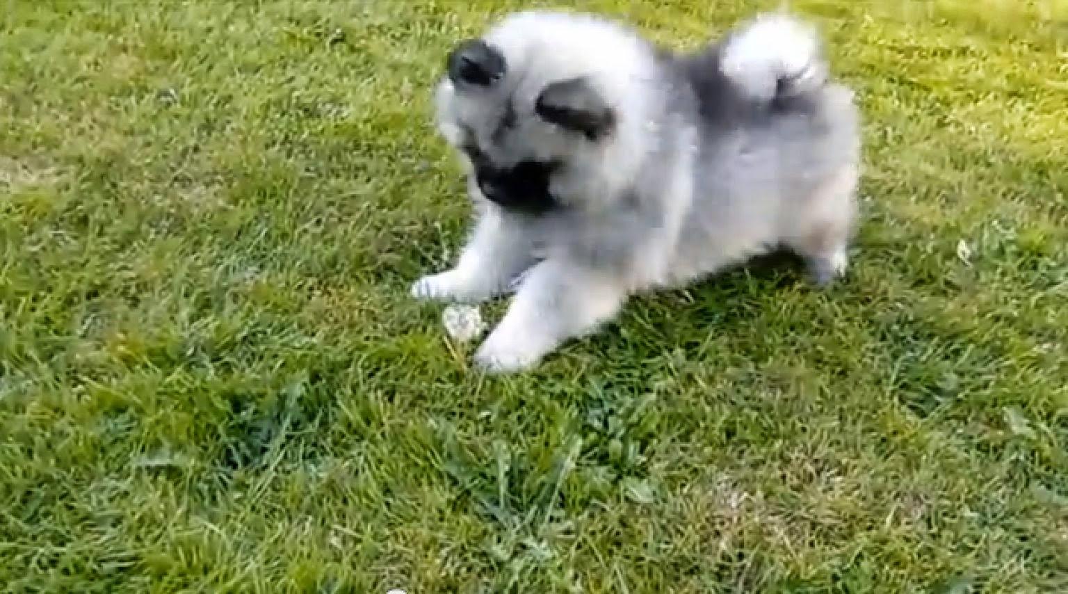 Rules of the Jungle: Keeshond puppies