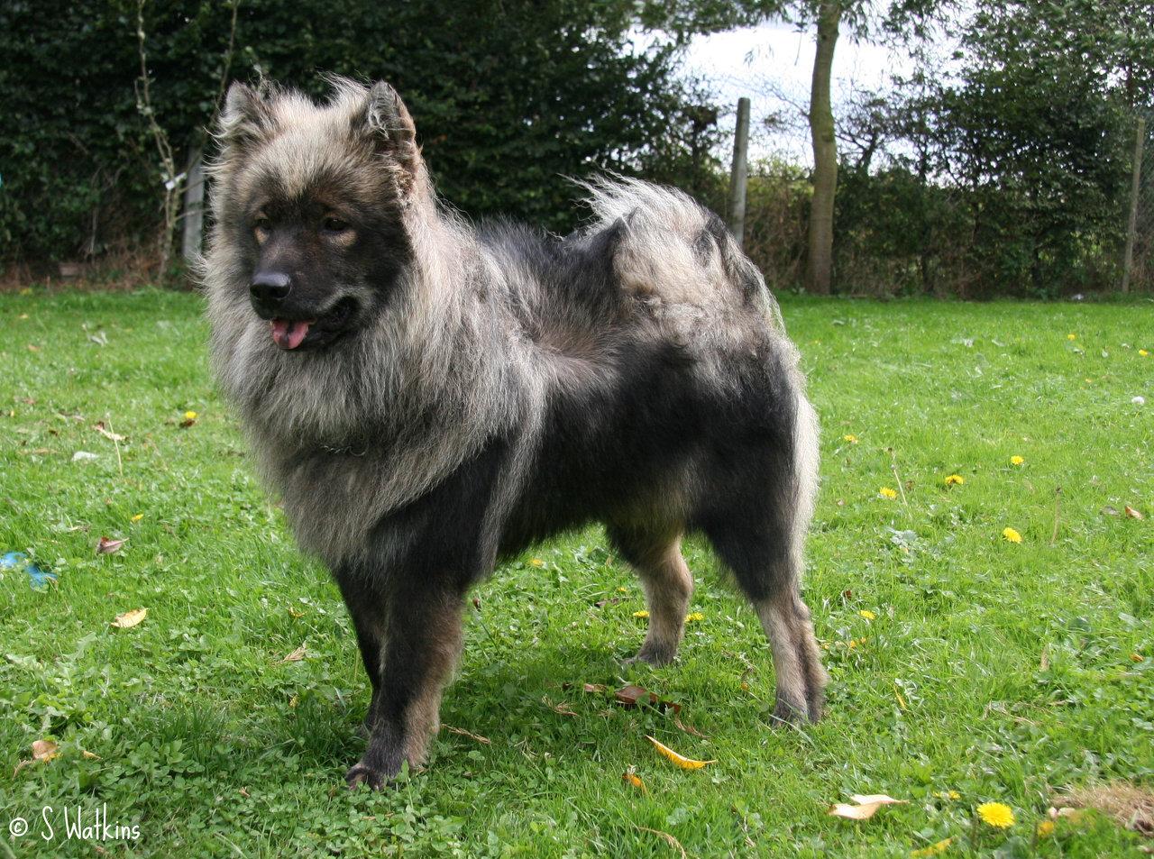 Is there a dog breed that looks like this but bigger