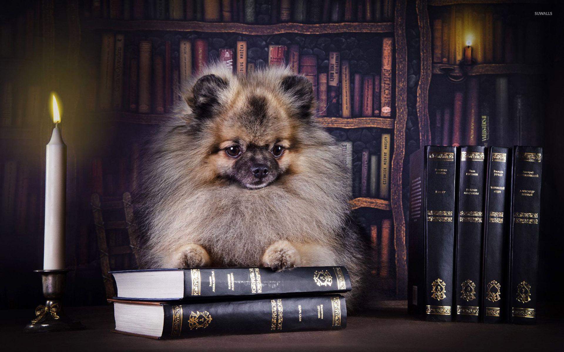 Puppy on books wallpaper wallpaper