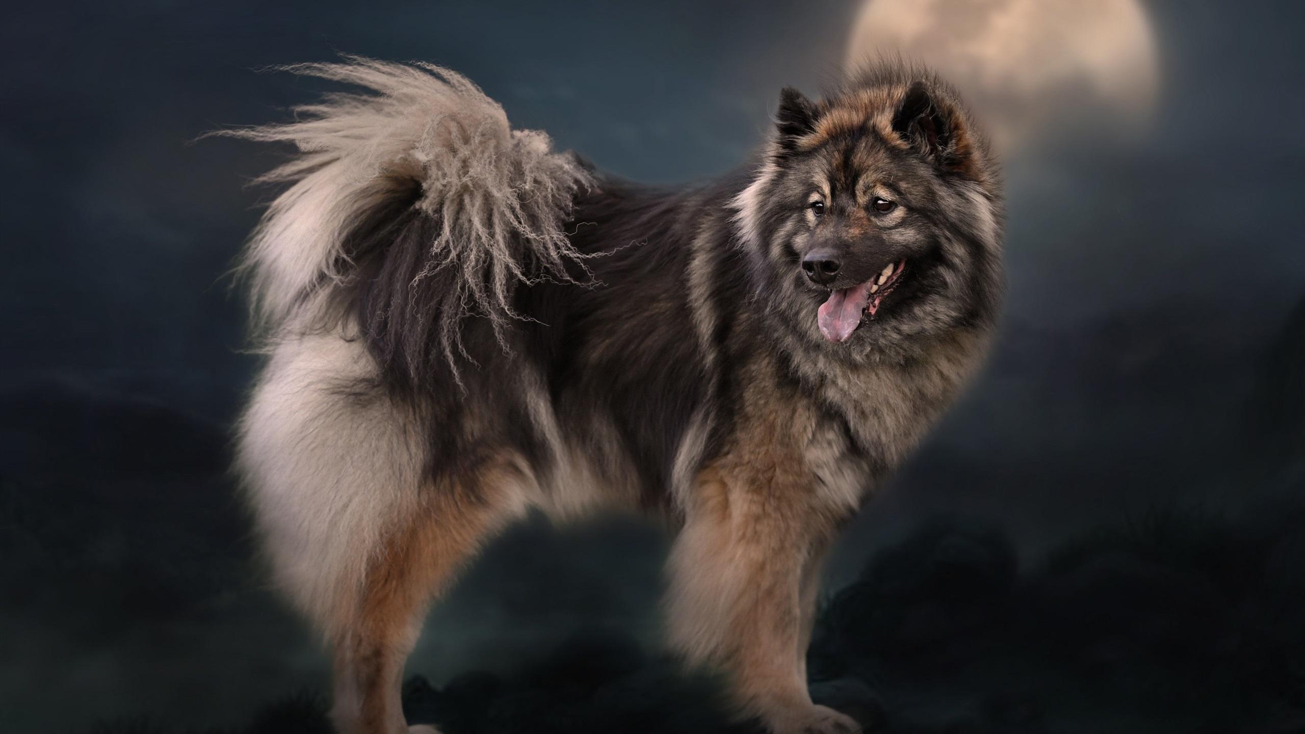 Wallpaper Furry dog look back, moon, night 2560x1600 HD
