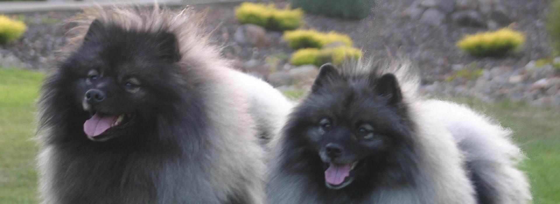 Keeshond Puppies For In Southern California