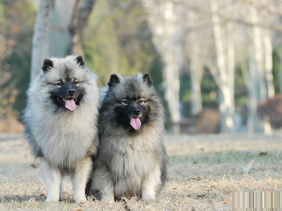 Keeshond, Information, Temperament