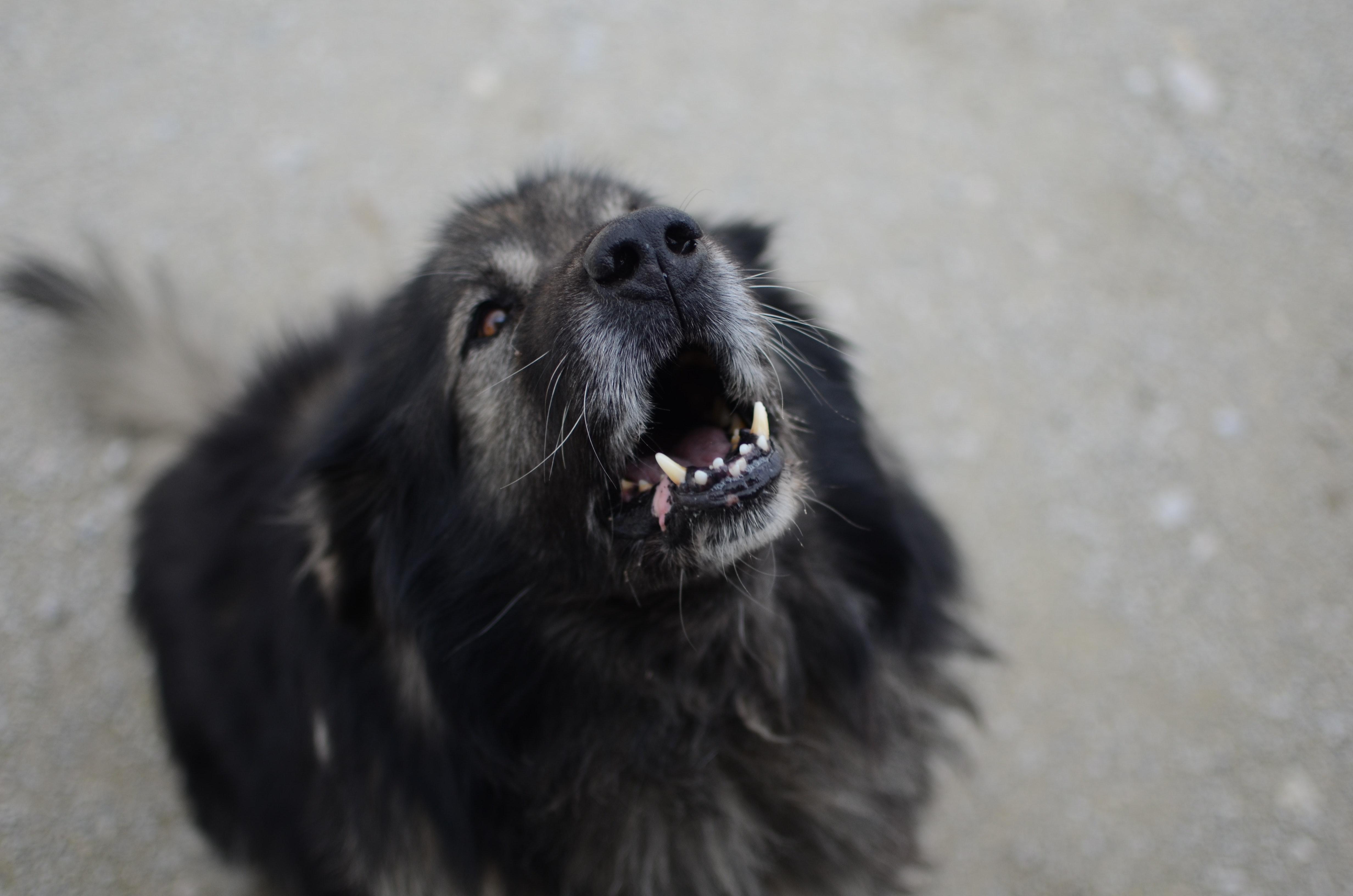 Free of animal lover, barking, beautiful