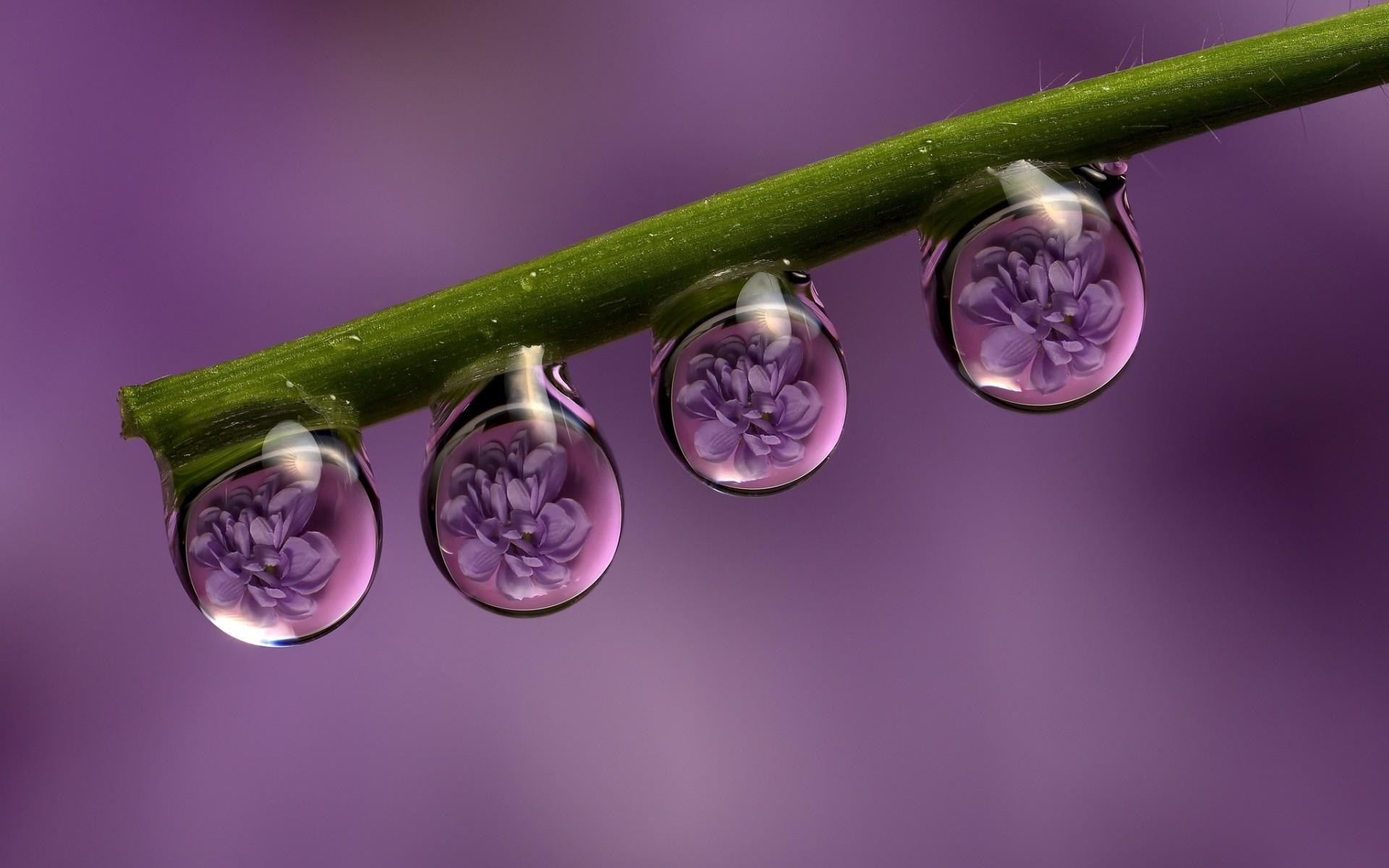 stem, Drops, Dew, Flowers, Reflection, Macro, Purple