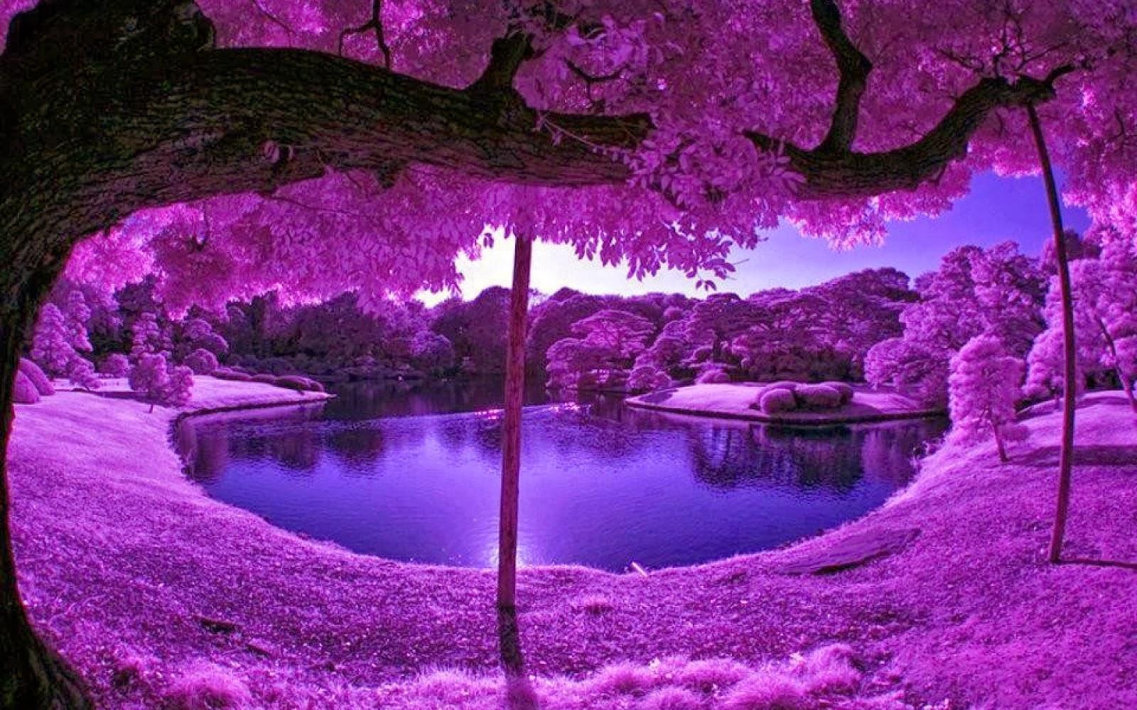 Purple Trees HD wallpaper