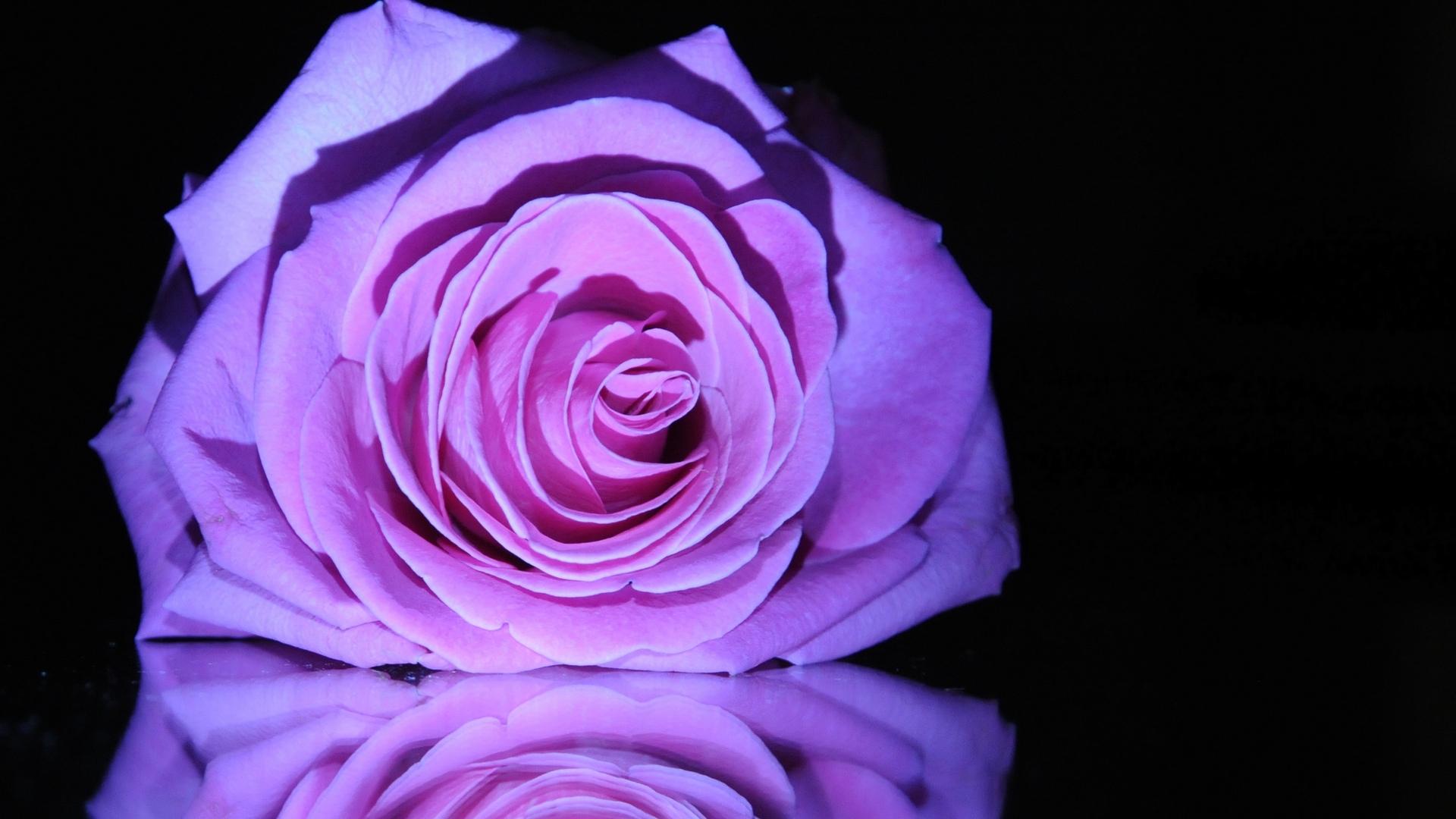 Purple Rose Reflection