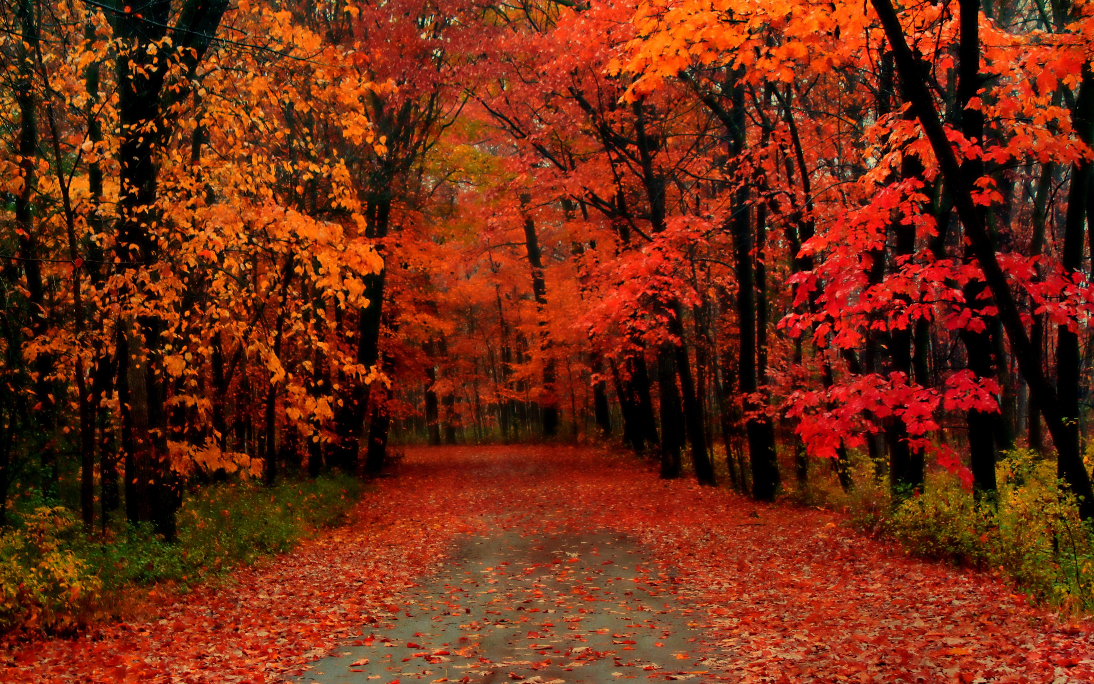 Autumn Trees Wallpaper Download