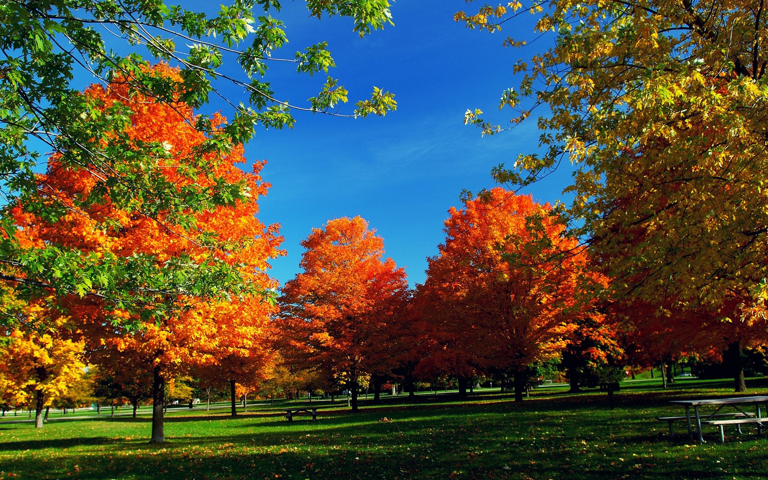 Autumn HD Widescreen Wallpaper Trees
