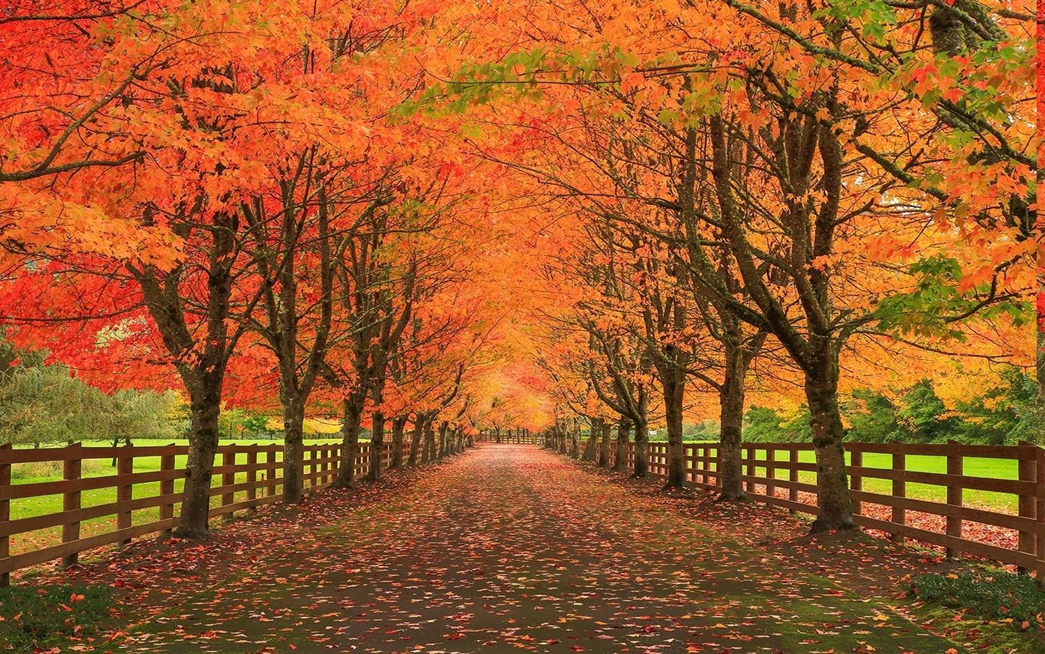 nature, Landscape, Fall, Leaves, Road, Fence, Trees, Grass