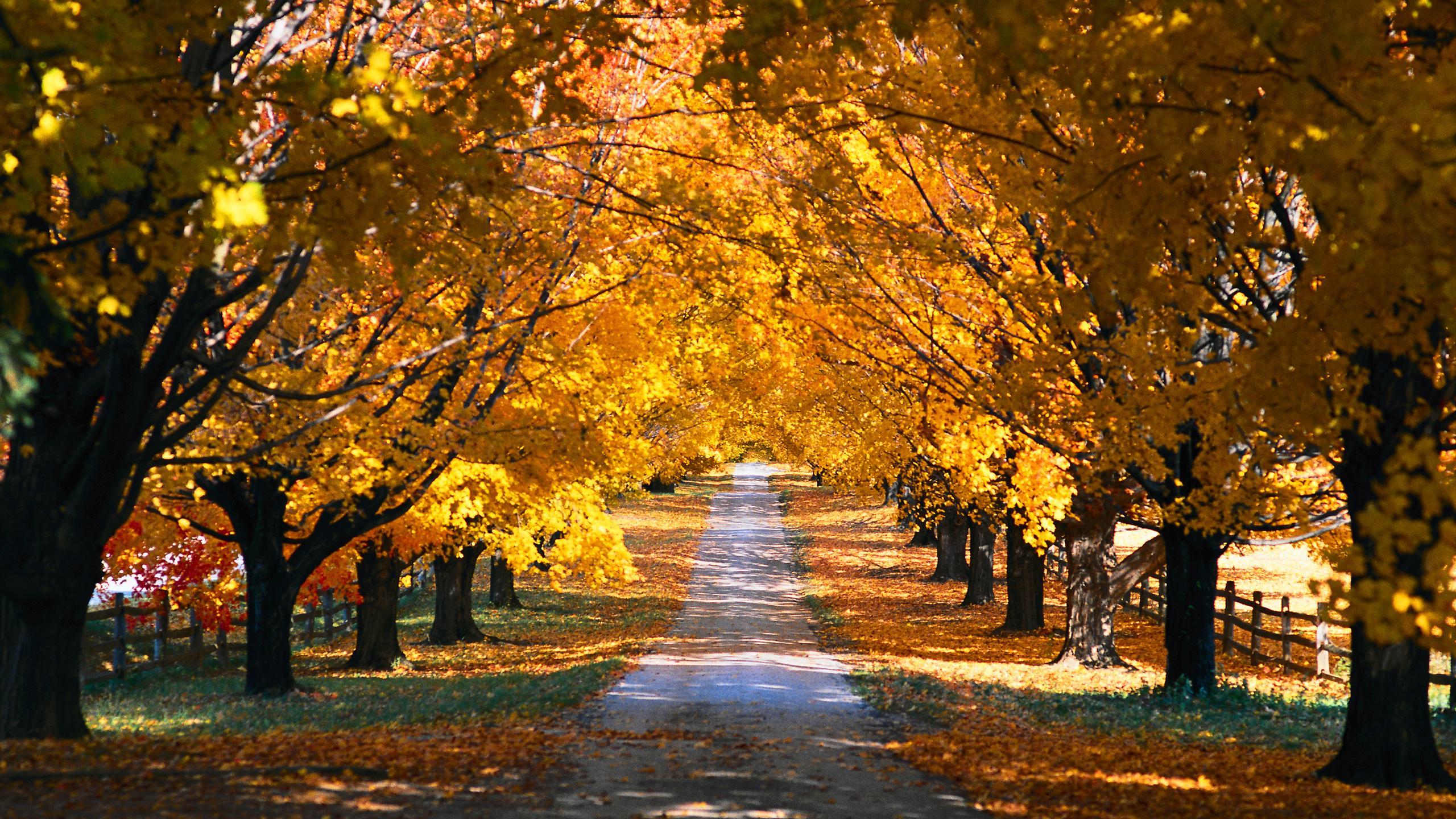 Fall Trees Along The Road HD wallpaper « HD Wallpaper