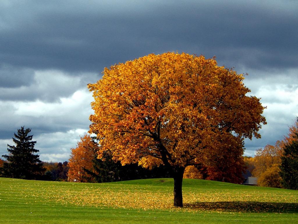Autumn Trees Wallpaper, Picture