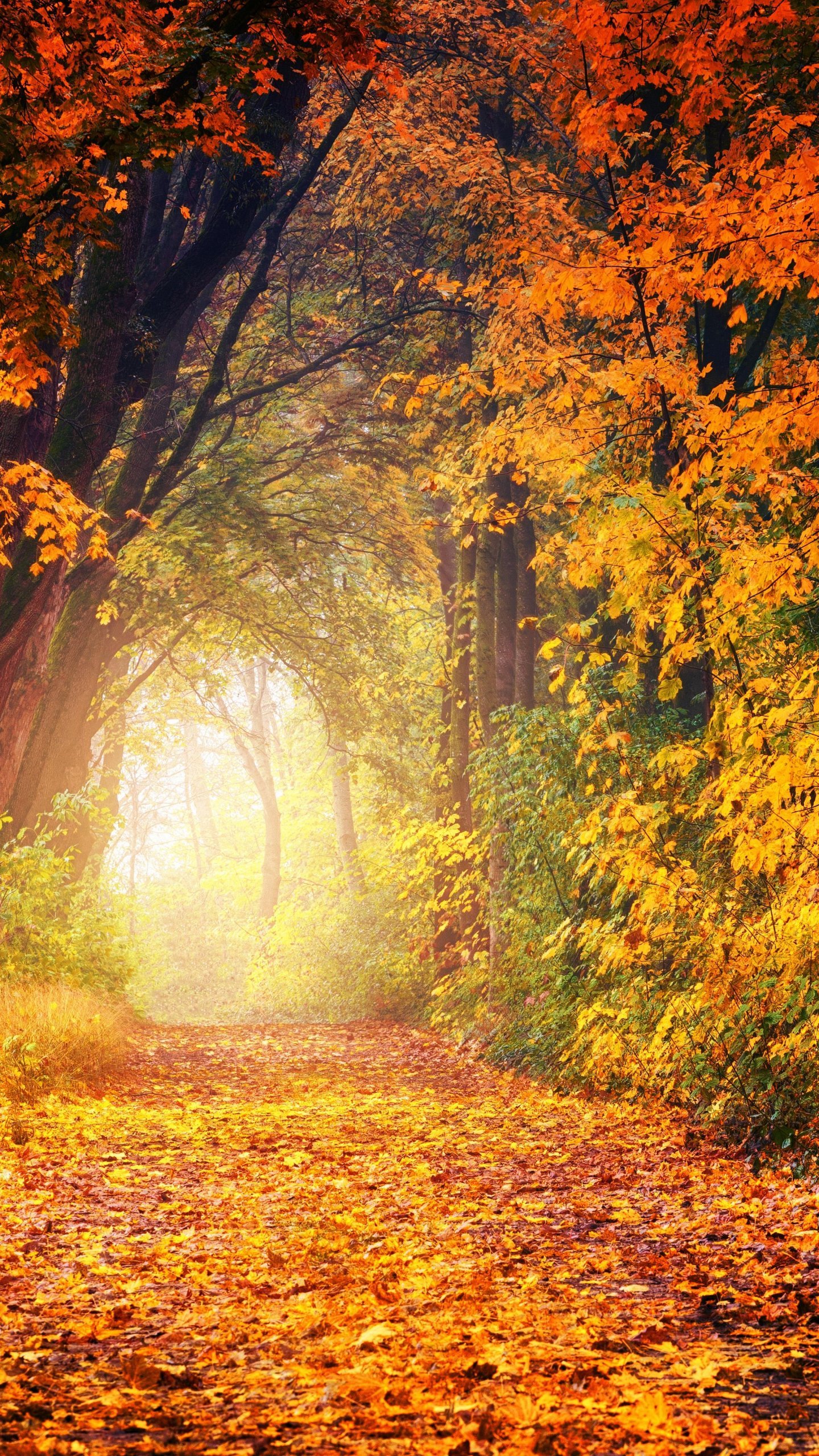 Autumn Android Wallpapers Wallpaper Cave