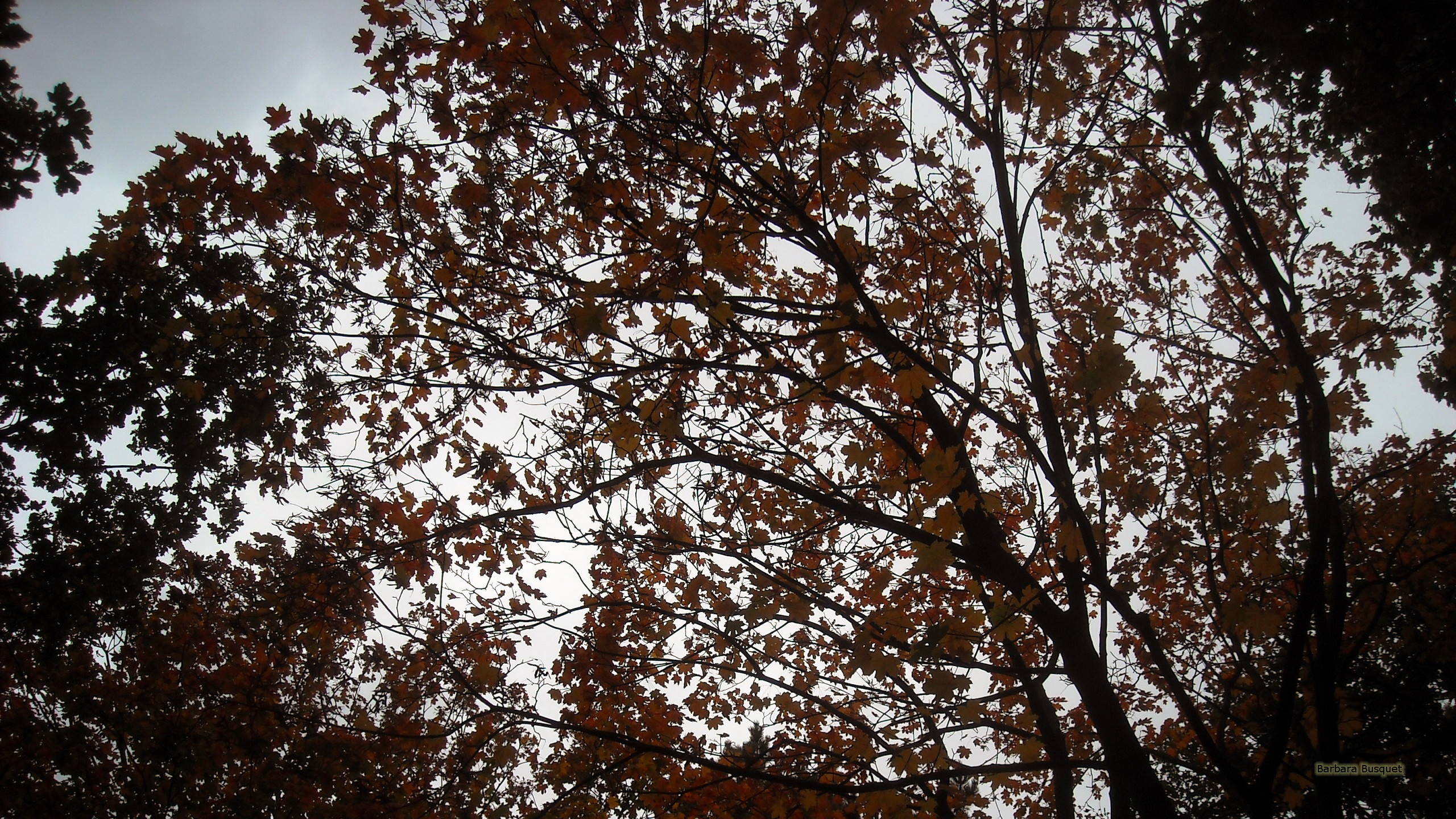 Autumn tree wallpaper. Barbaras HD Wallpaper