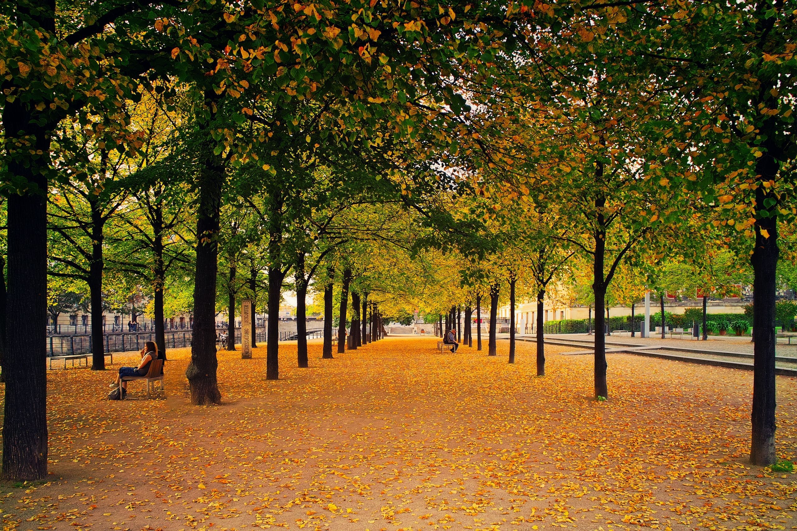 Download Tree Autumn Park Fall Wallpaper