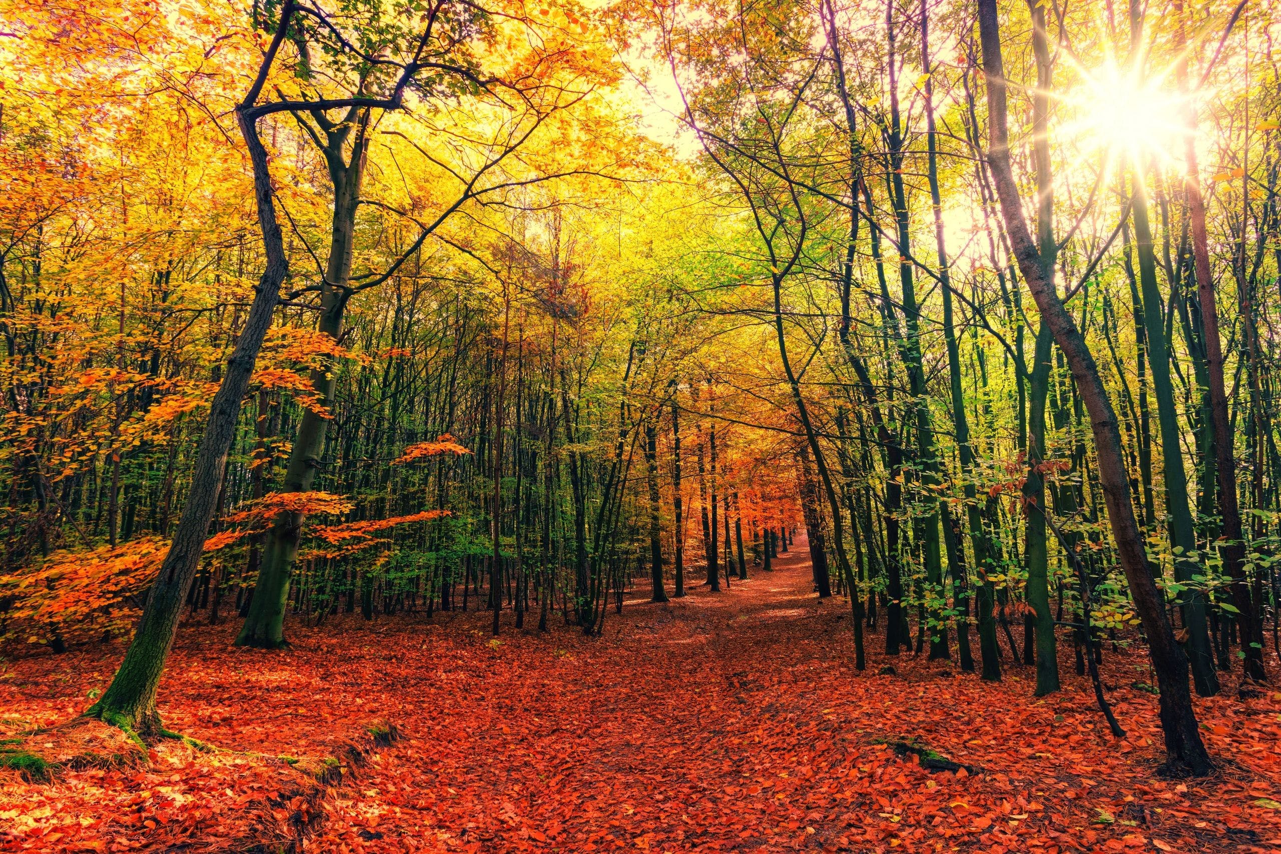 Download Tree Autumn Forest Fall Wallpaper ·