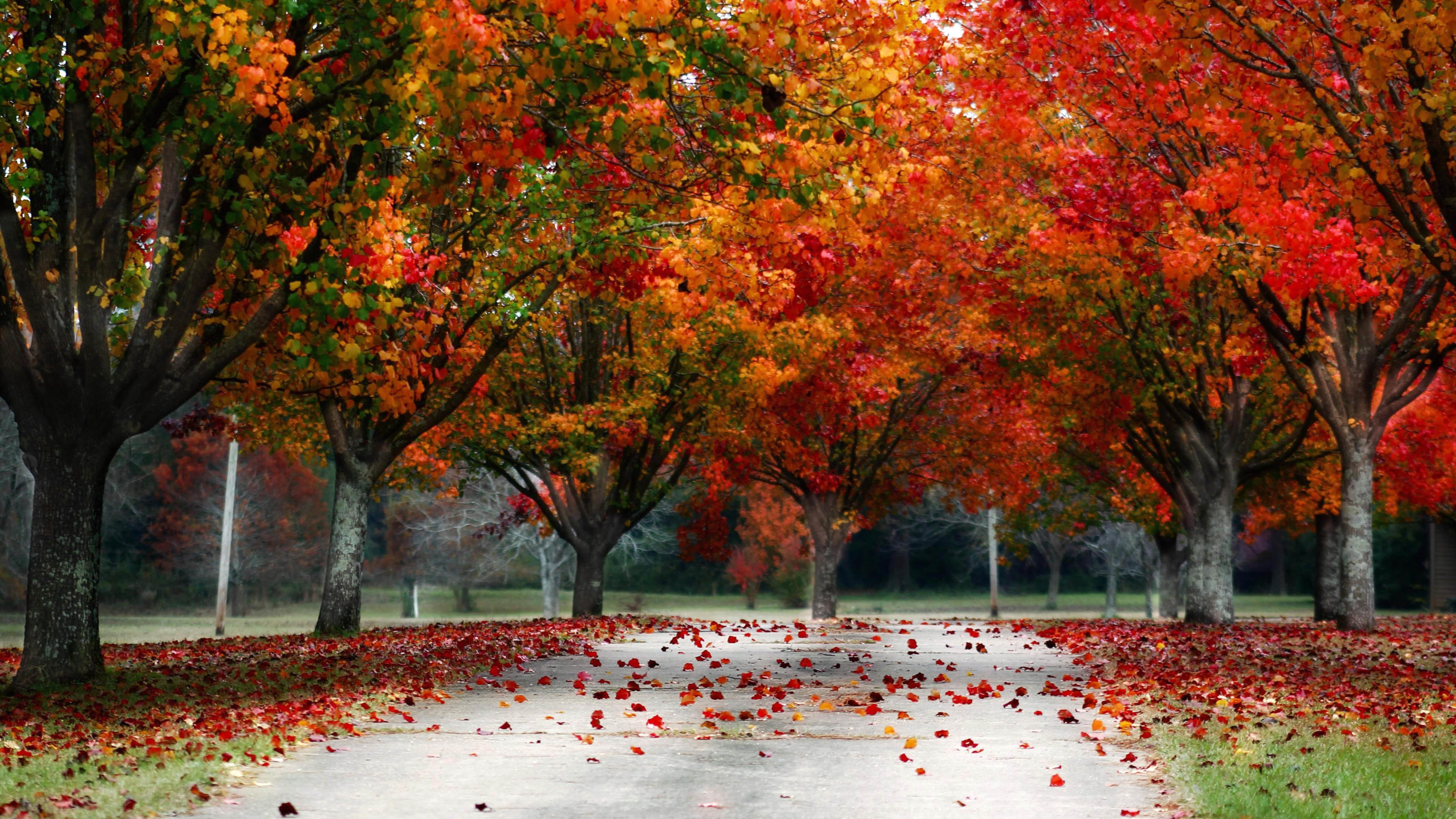 Красный золотой осень. Осень. Осеннее дерево. Красивая осень. Осенний пейзаж.