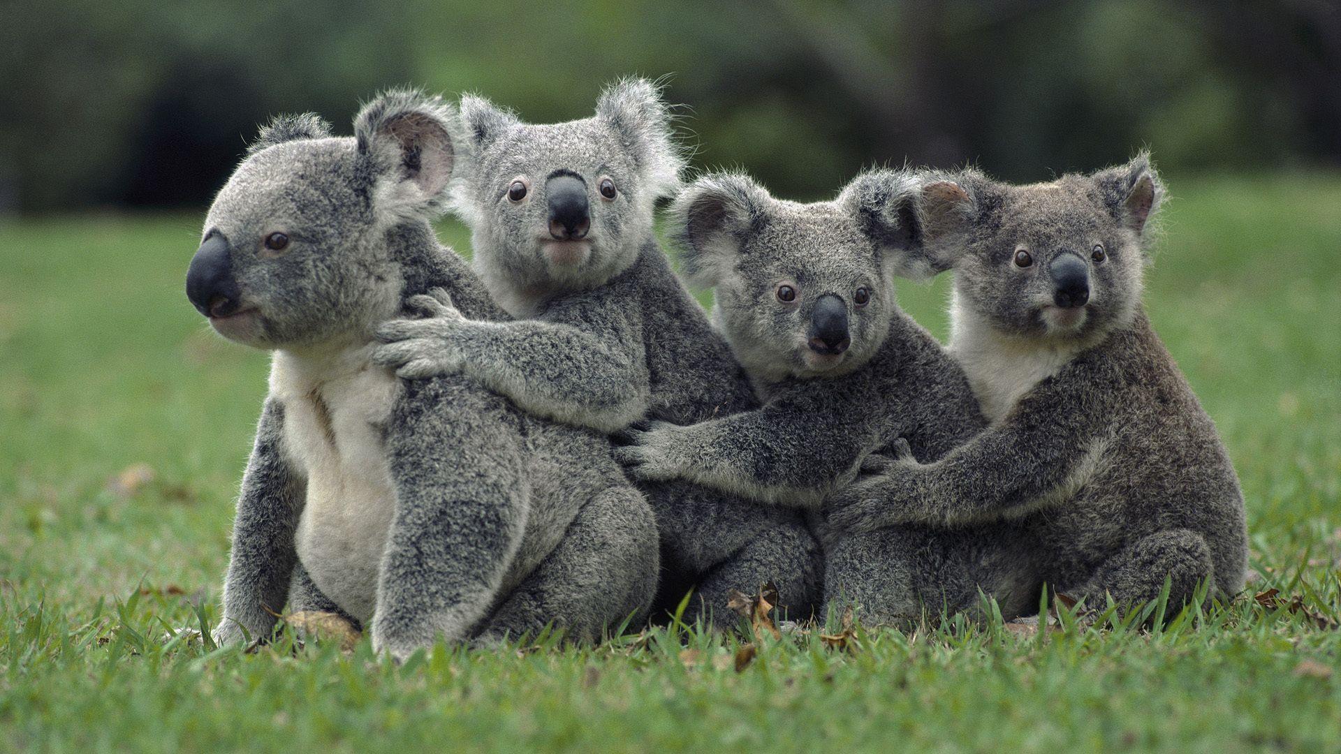 Koalas. Cute animals, Koala, Koala bear