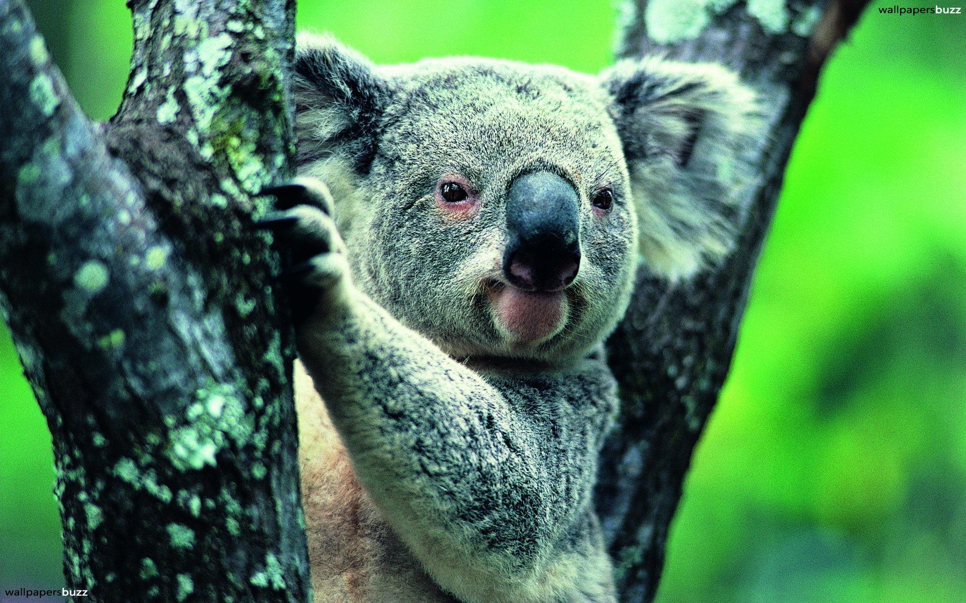Cute koala bear HD Wallpaper