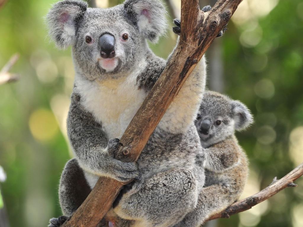 Koala bears Wallpaper HD FREE for Android
