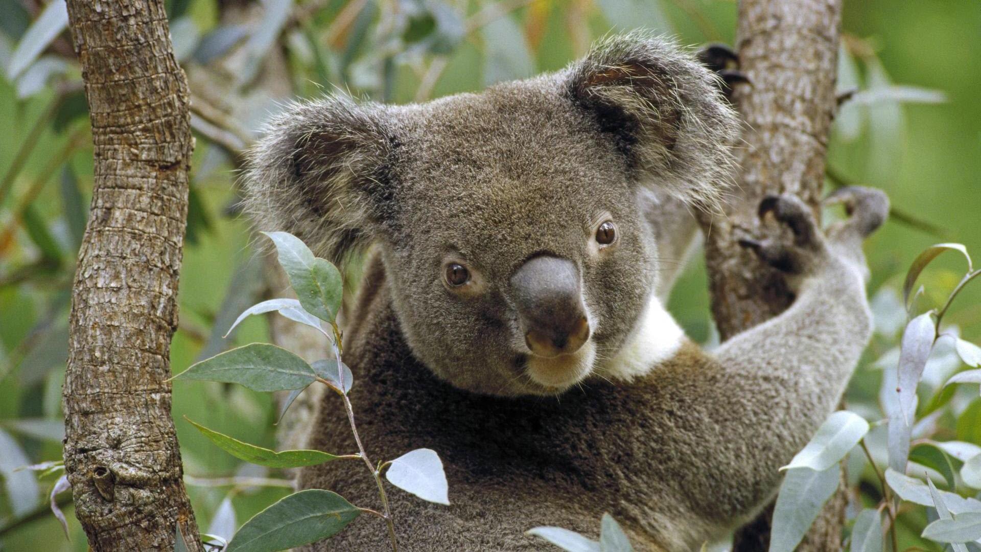 Koala bear. Animal wallpaper for Android
