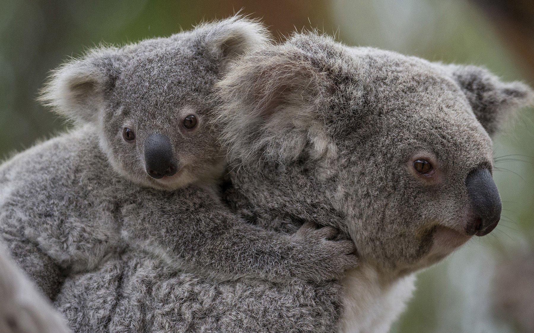 Baby Koala And Baby Koala Wallpaper