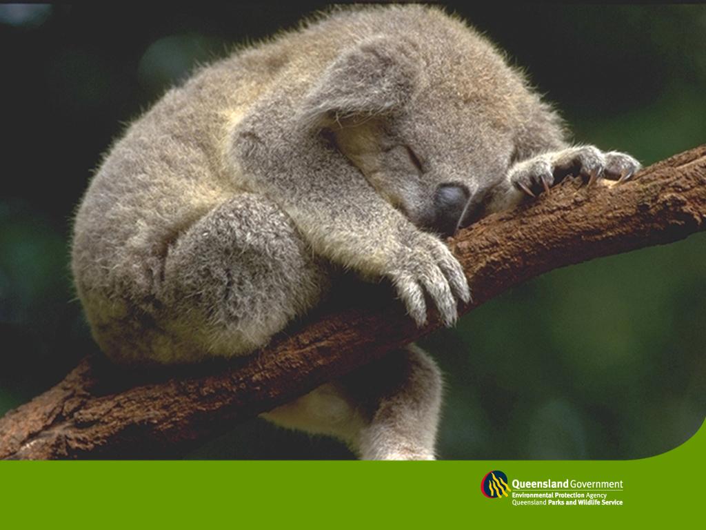 Koala Bear Wallpaper For Desktop Wallpaper