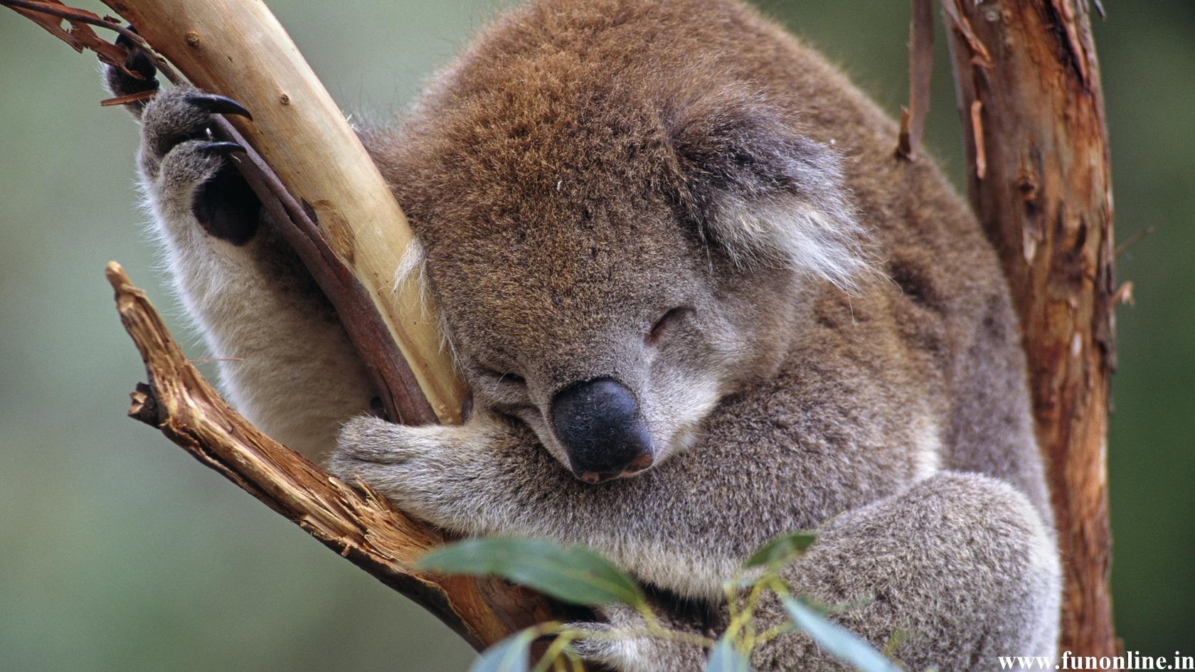 Free download Koala Wallpaper Download Cute and Pretty