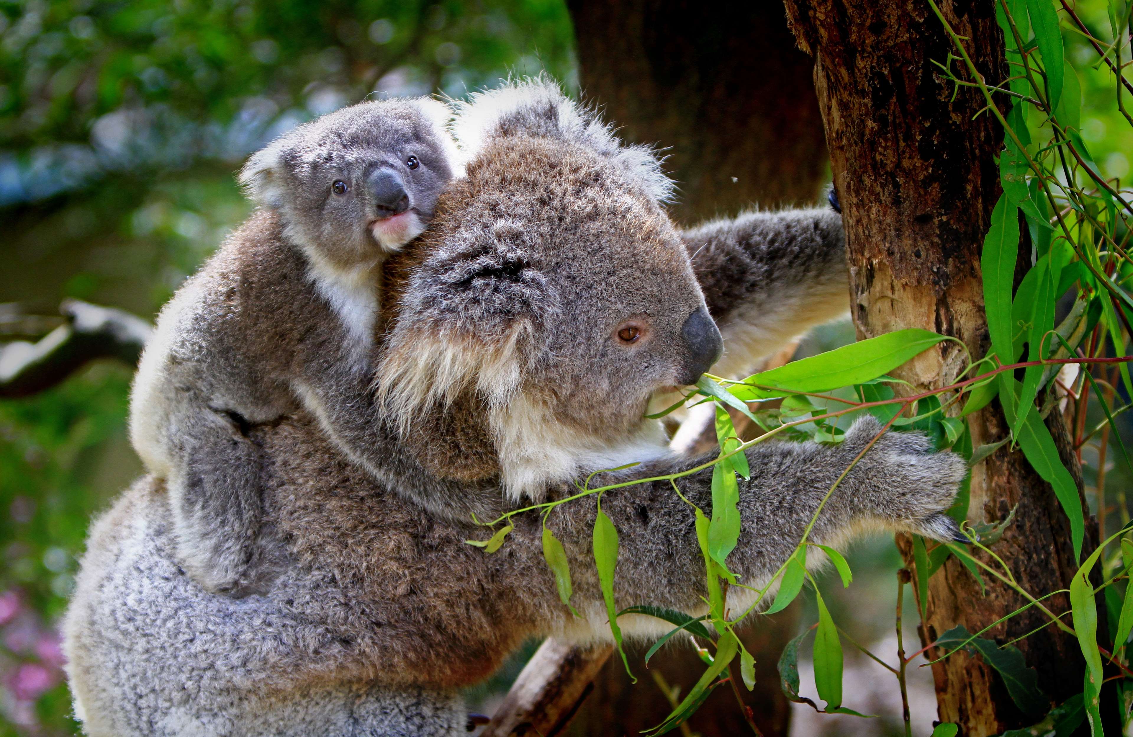 animals, cute, koala bear, koalas, nature, tree