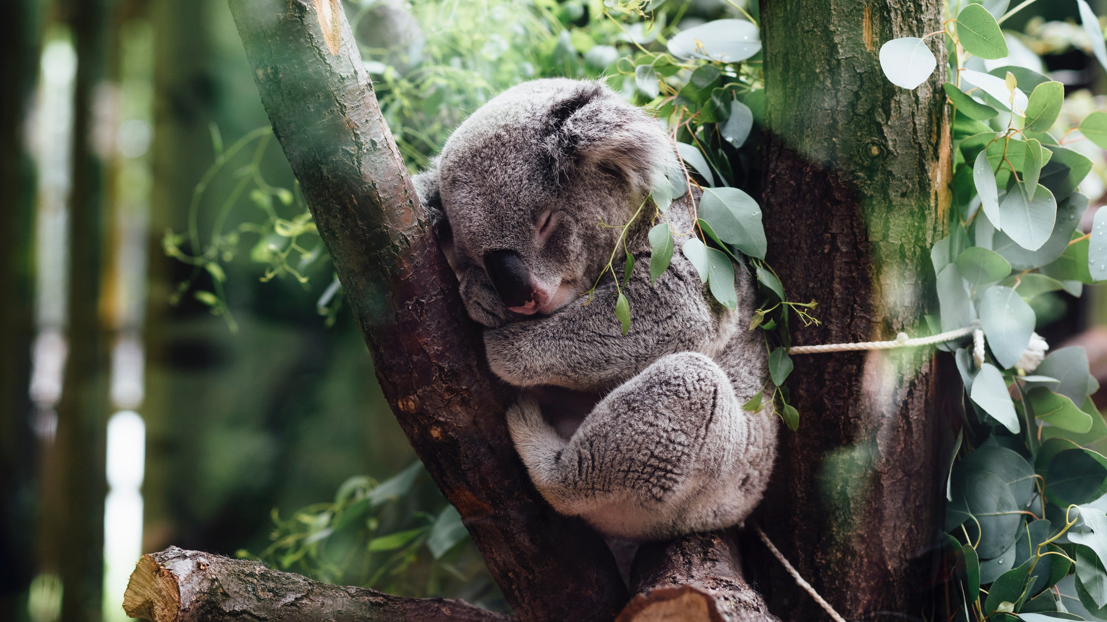 Download wallpaper: Koala bear 3840x2160