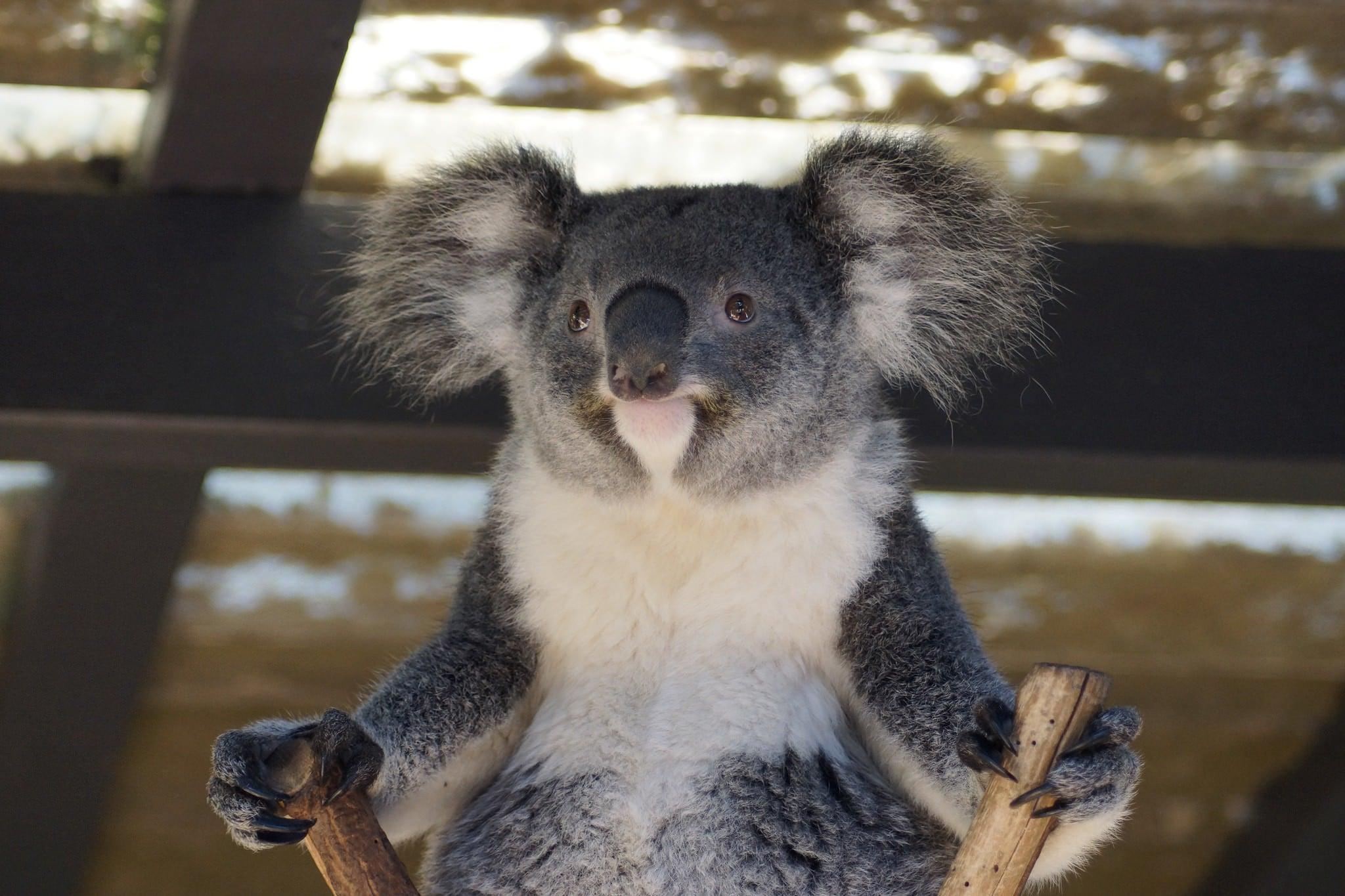 Koala Bear wallpaper HD free Download
