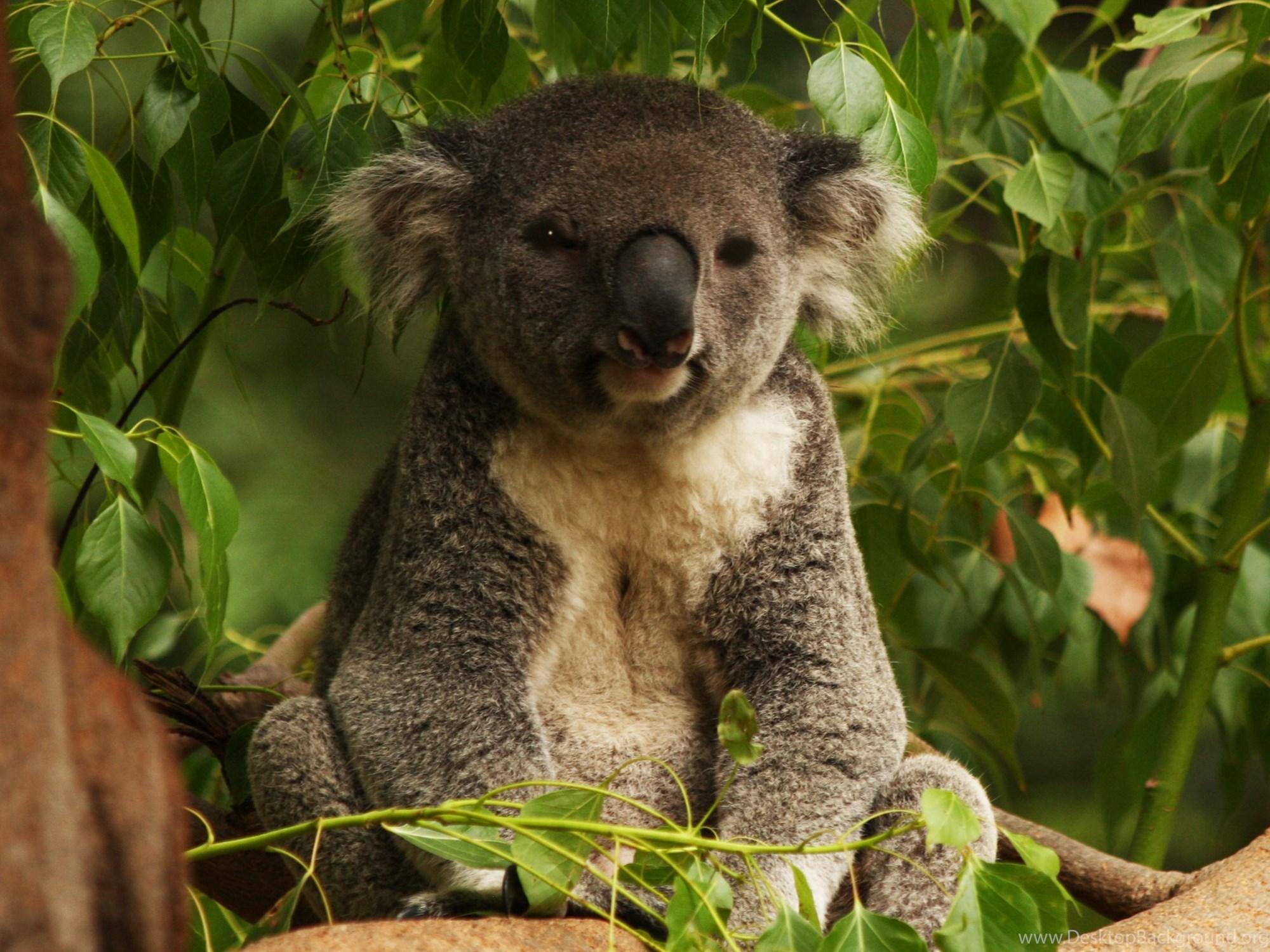 image Of Koala Bears Wallpaper 1080p Desktop Background