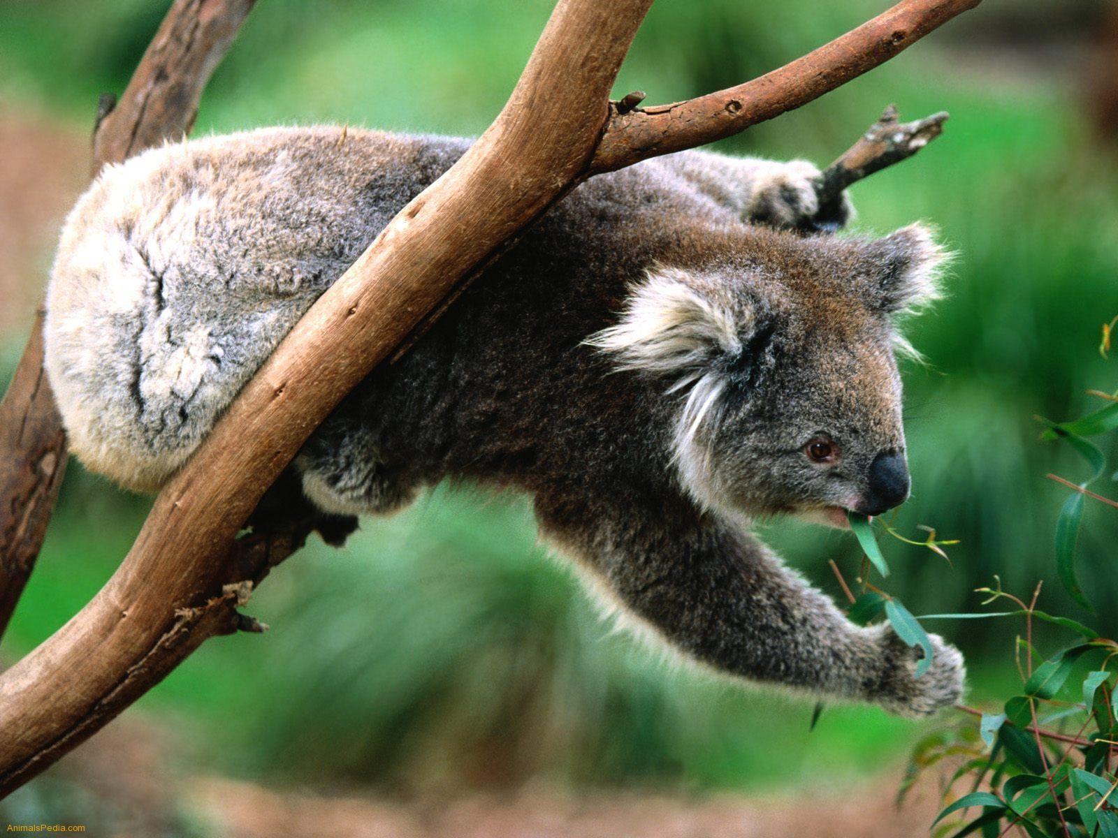Koala Bear Eating Eucalyptus Leaves. naturalog. Wild