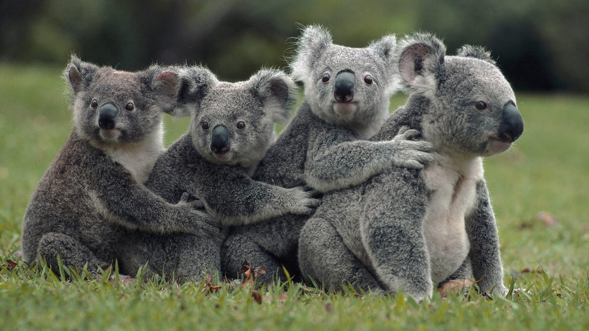 Koala Bears Family Wallpaper