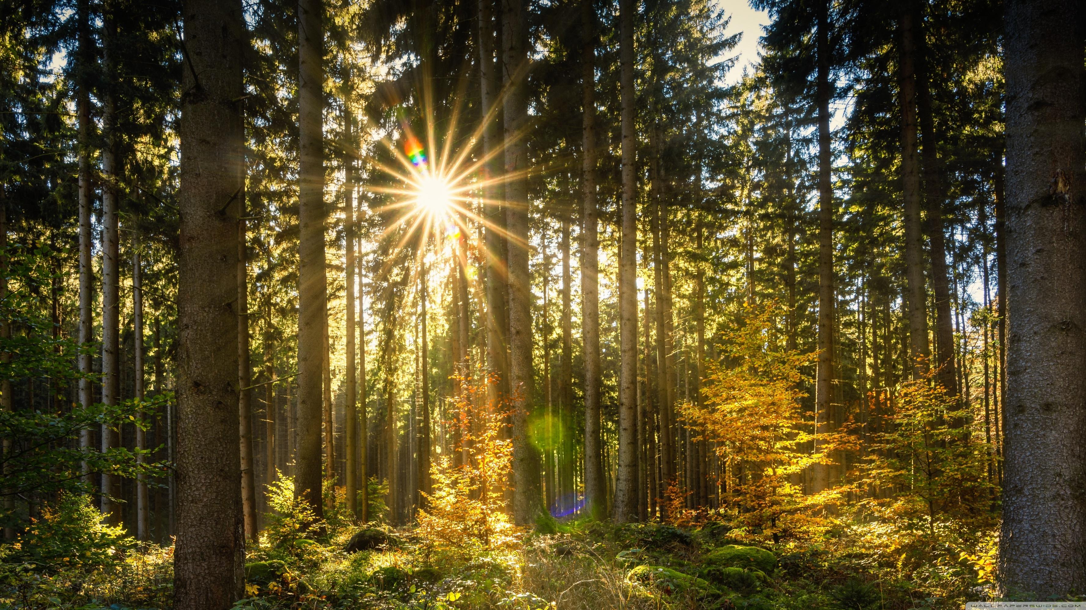 Morning Sun Rays Forest ❤ 4K HD Desktop Wallpaper for 4K