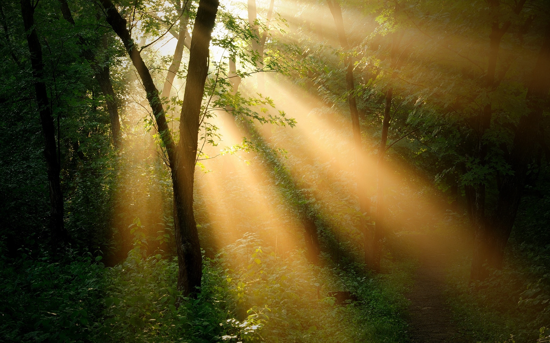 Wallpaper Forest trees, sun rays, nature landscape 1920x1200